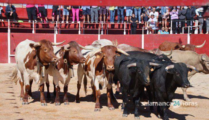 Encierro a caballo en Barruecopardo 