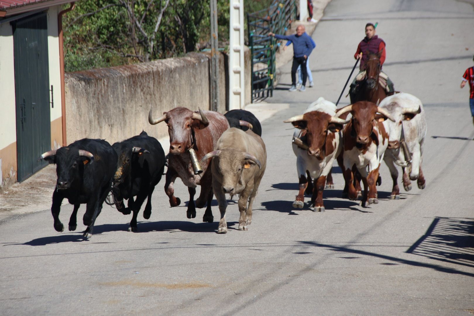 Encierro a caballo en Barruecopardo, fiestas 2024. Foto Andrea M.