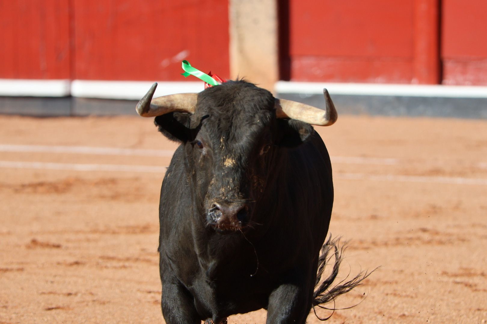 Novillada de Antonio de Palla: momentos más destacados del primer festejo de abono de la Feria Taurina Virgen de la Vega 2014. Fotos Andrea M.