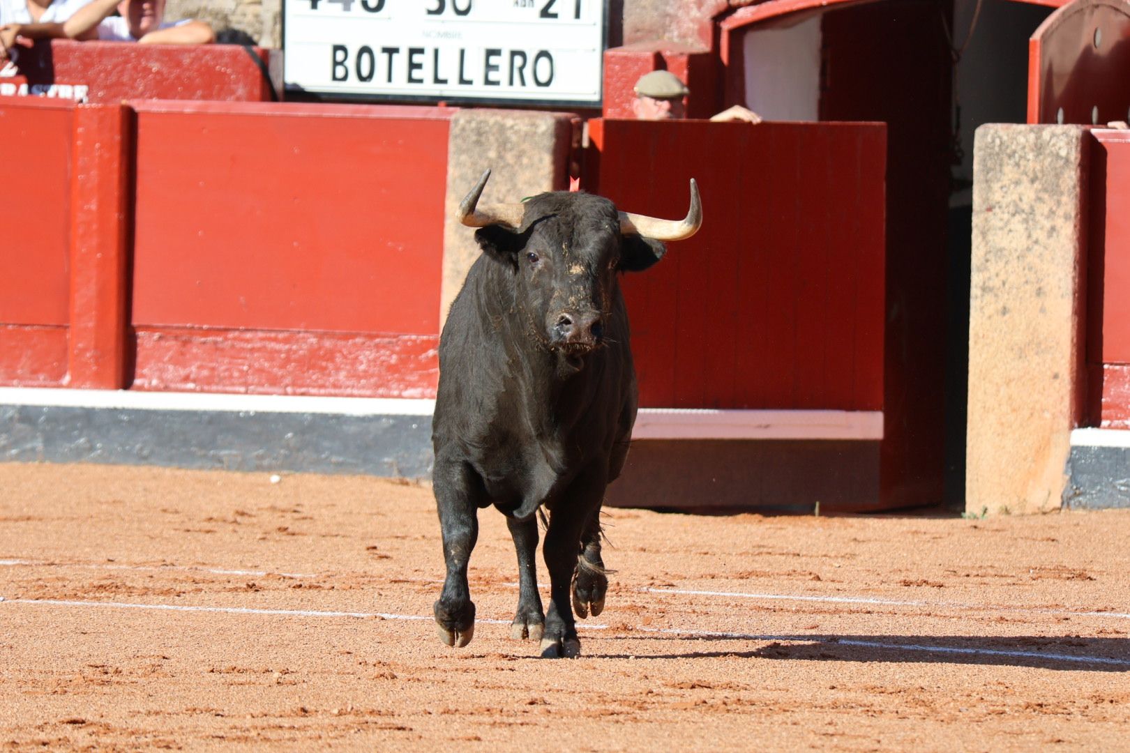 Novillada de Antonio de Palla: momentos más destacados del primer festejo de abono de la Feria Taurina Virgen de la Vega 2014. Fotos Andrea M.