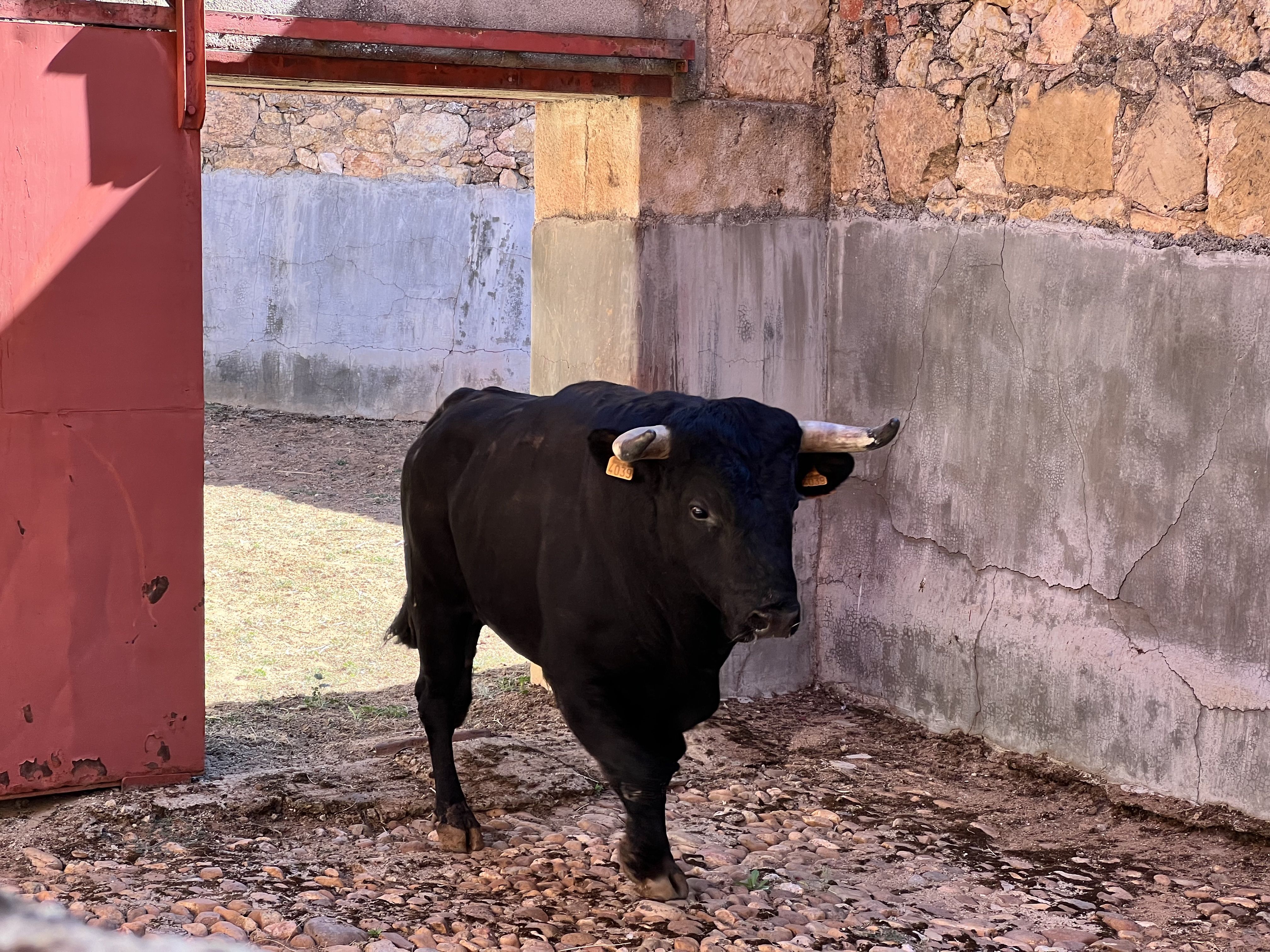 Primer toro rejones - Pablo Hermoso