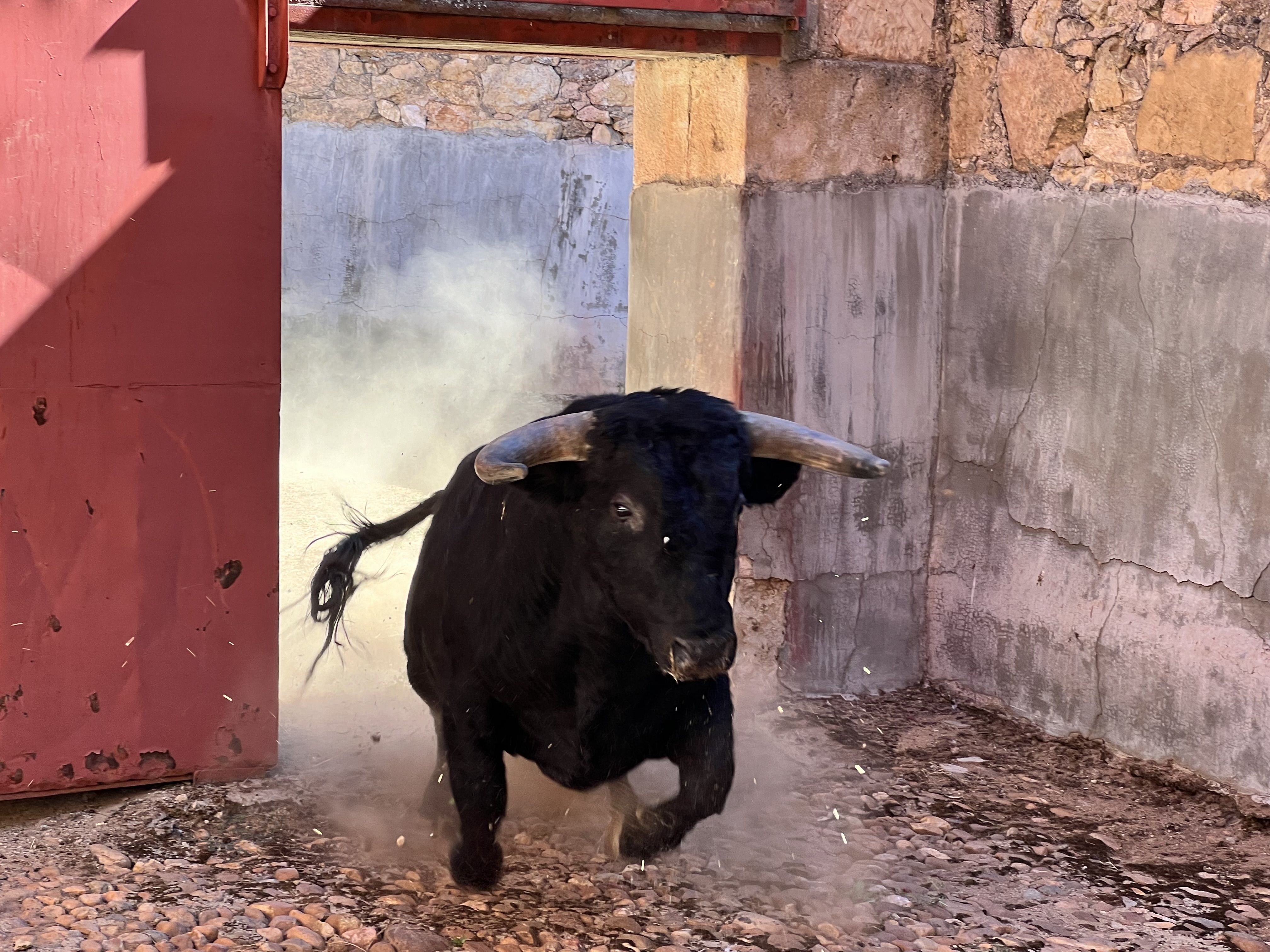 Sobrero de rejones, ganadería El Canario