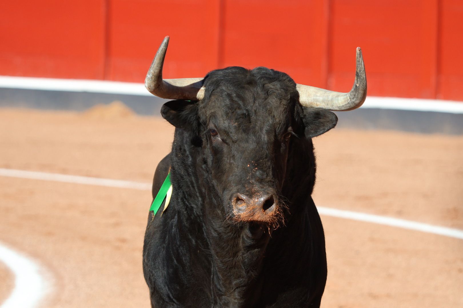 Corrida de El Vellosino: momentos más destacados del tercer  festejo de abono de la Feria Taurina Virgen de la Vega 2024. Fotos Andrea M.