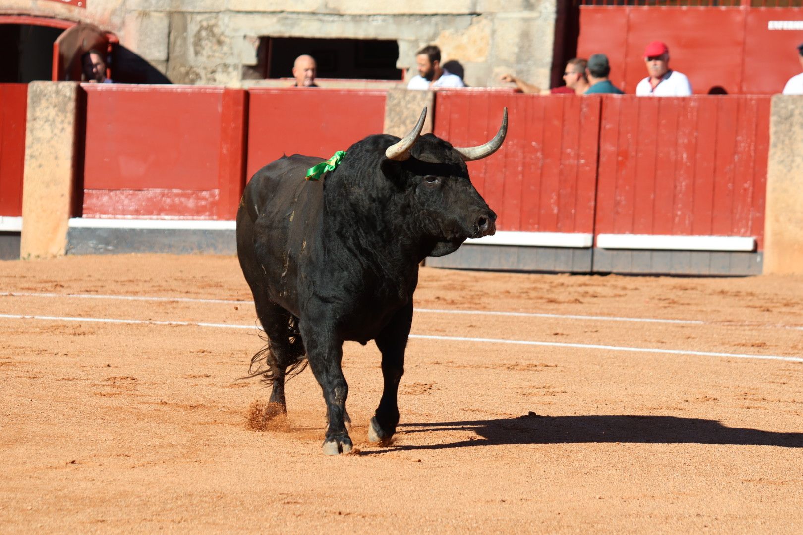 Corrida de El Vellosino: momentos más destacados del tercer  festejo de abono de la Feria Taurina Virgen de la Vega 2024. Fotos Andrea M.