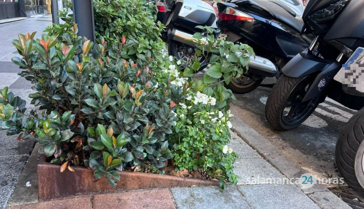 Jardines en la avenida de Torres Villarroel (3)