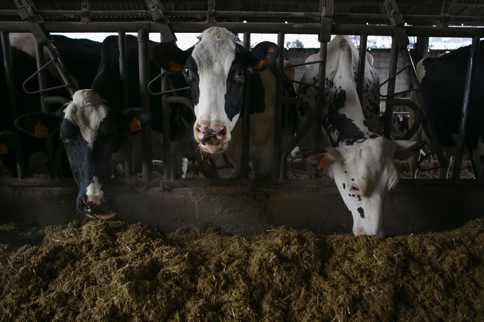 Varias vacas en una ganadería de lácteo    Europa Press   Archivo