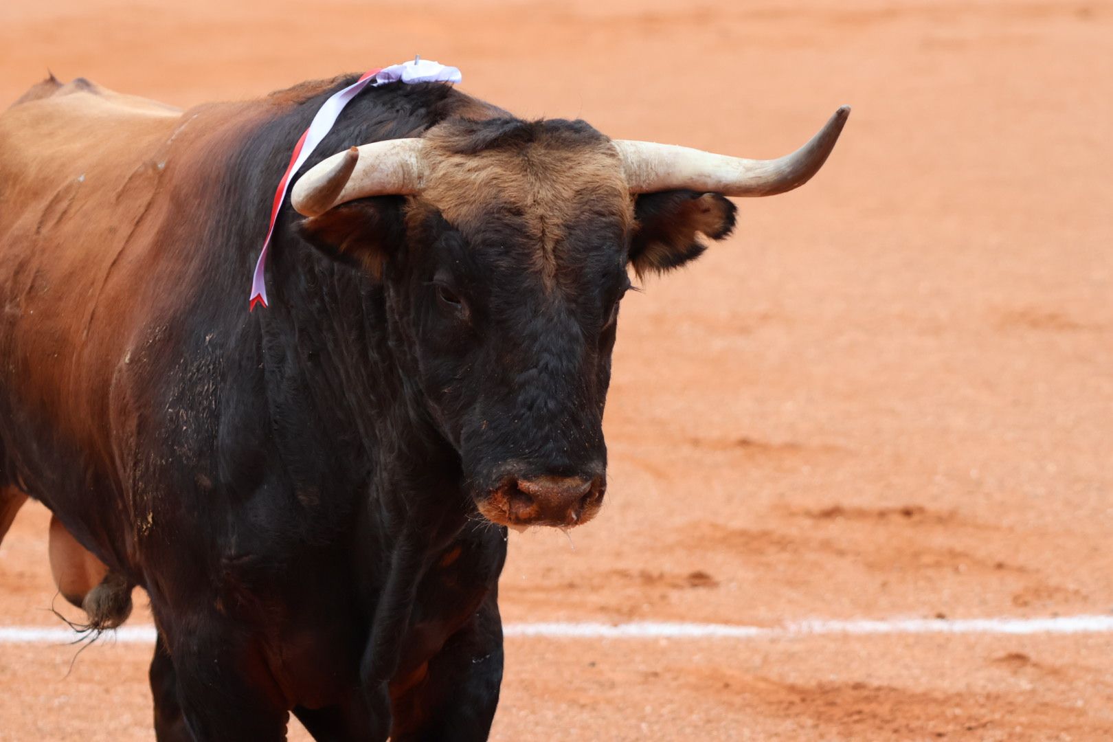 Corrida de Garcigrande: momentos más destacados del cuarto festejo de abono de la Feria Taurina Virgen de la Vega 2024. Fotos Andrea M.