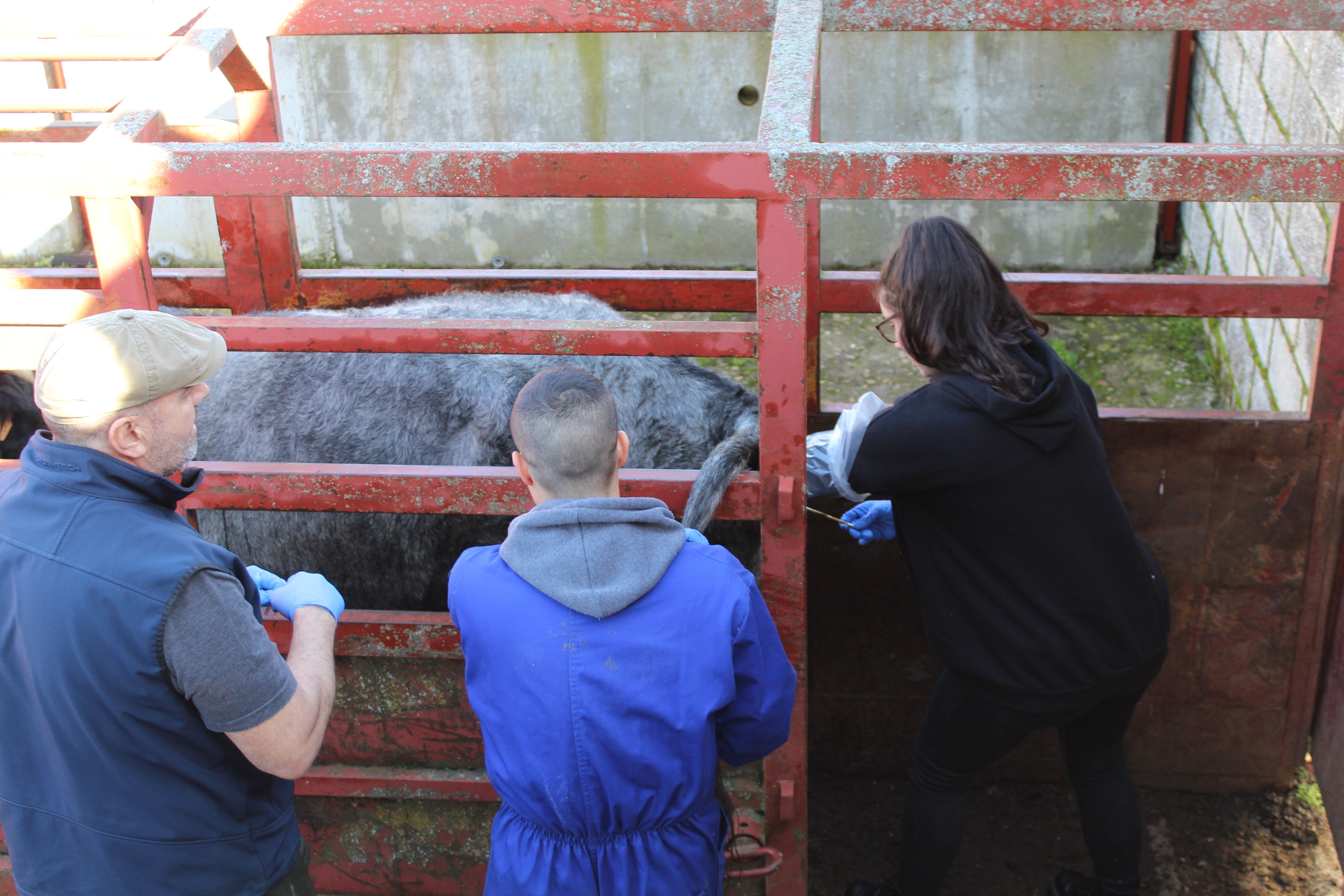 Prácticas alumnos de Ganadería y Asistencia en Sanidad Animal. Agrarias. IES Torres Villarroel 