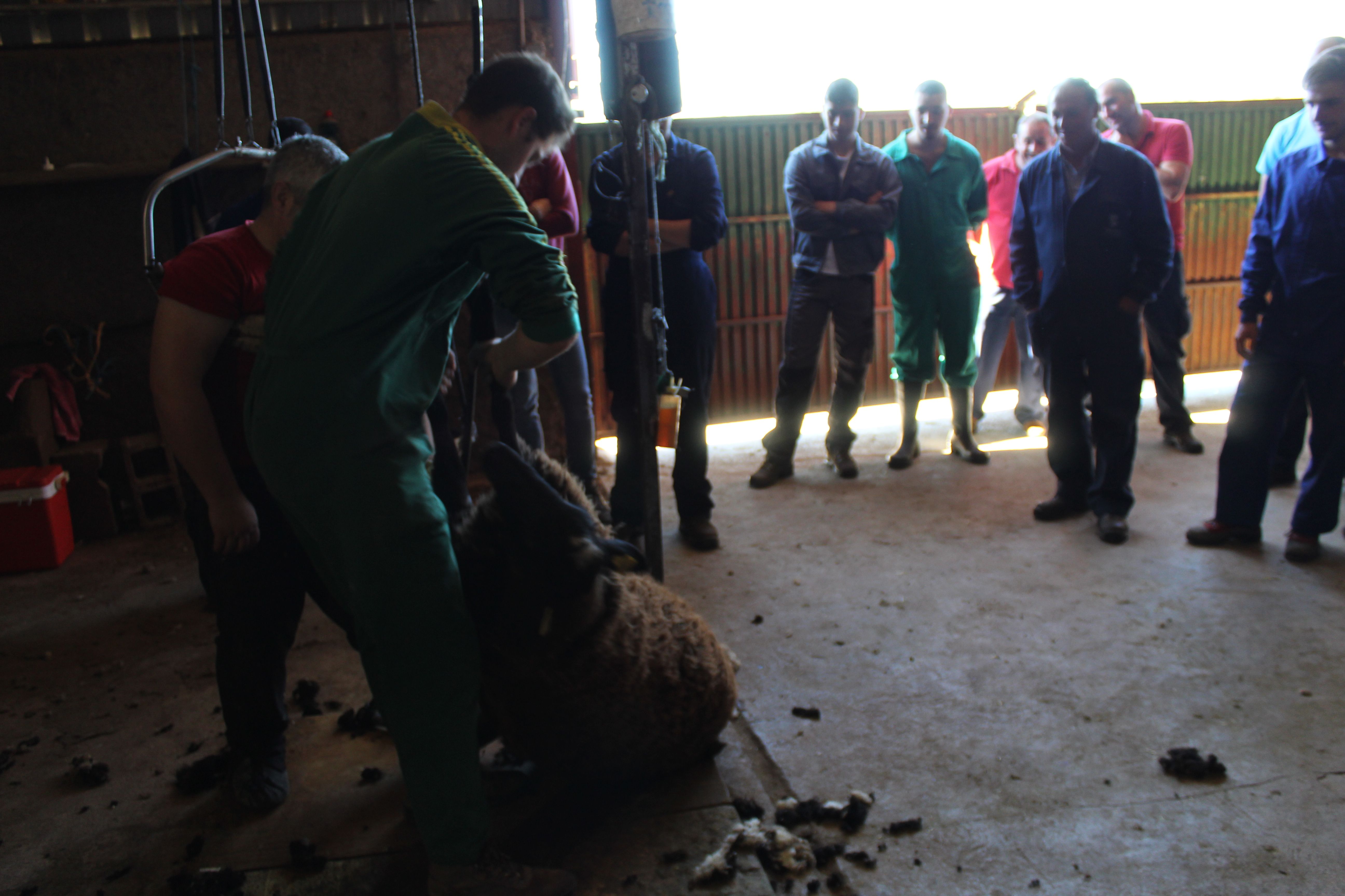 Prácticas alumnos de Ganadería y Asistencia en Sanidad Animal. Agrarias. IES Torres Villarroel 