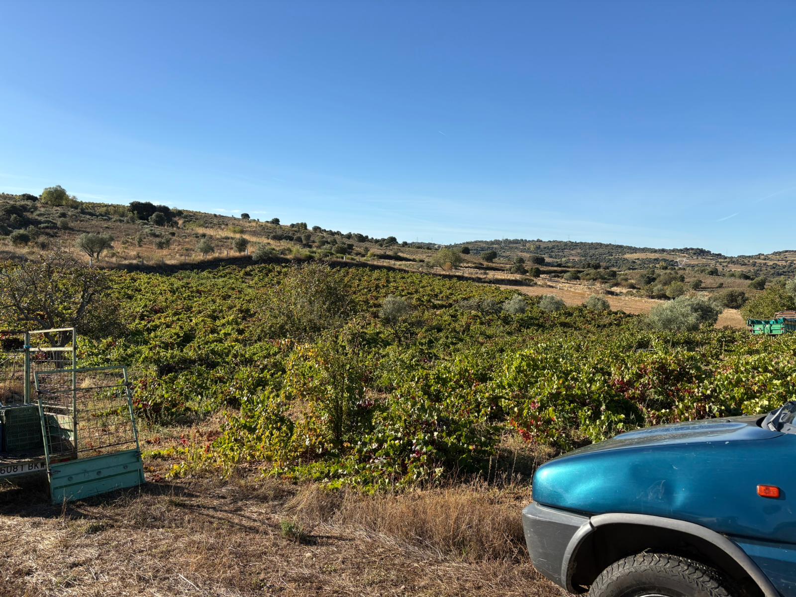 Vendimia en Arribes del Duero 