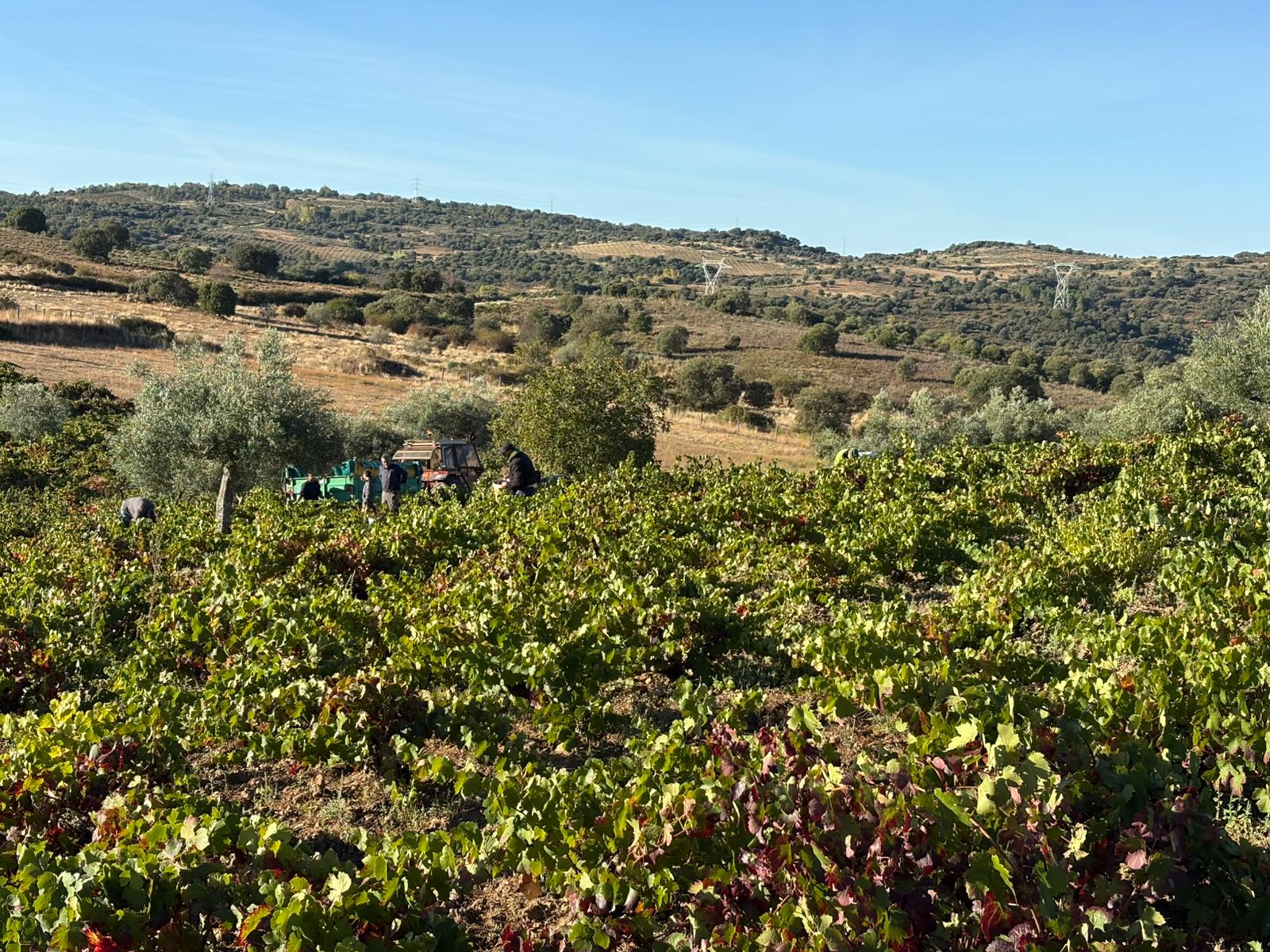 Vendimia en Arribes del Duero 