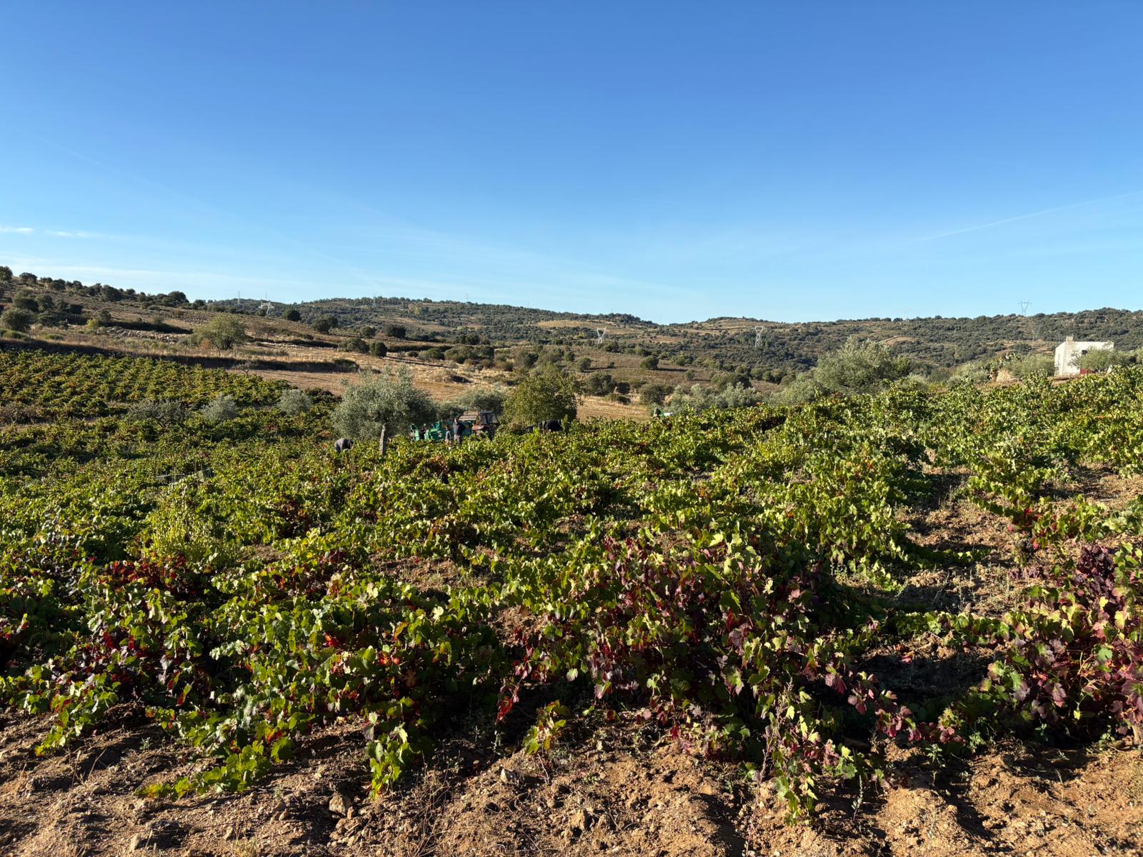 Vendimia en Arribes del Duero 