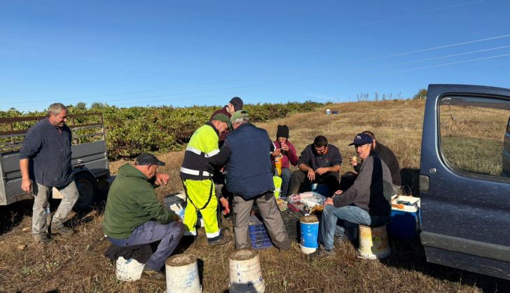 Vendimia en Arribes del Duero 