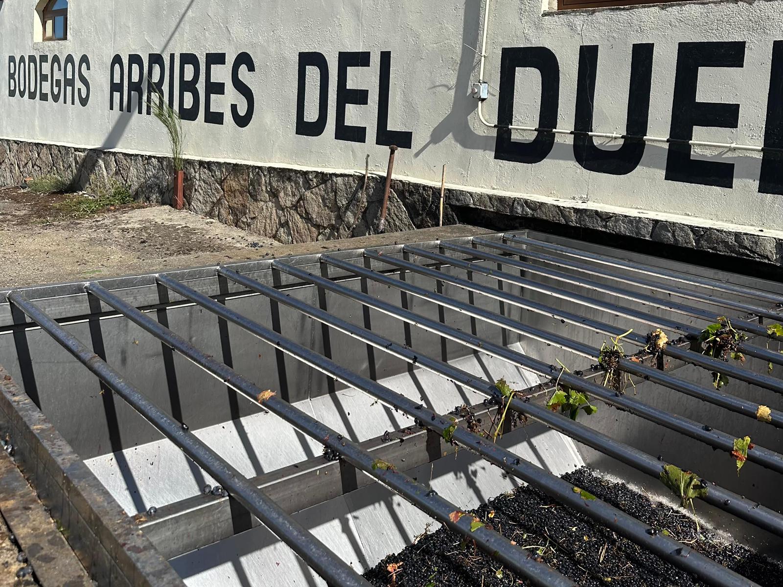 Vendimia en Arribes del Duero 