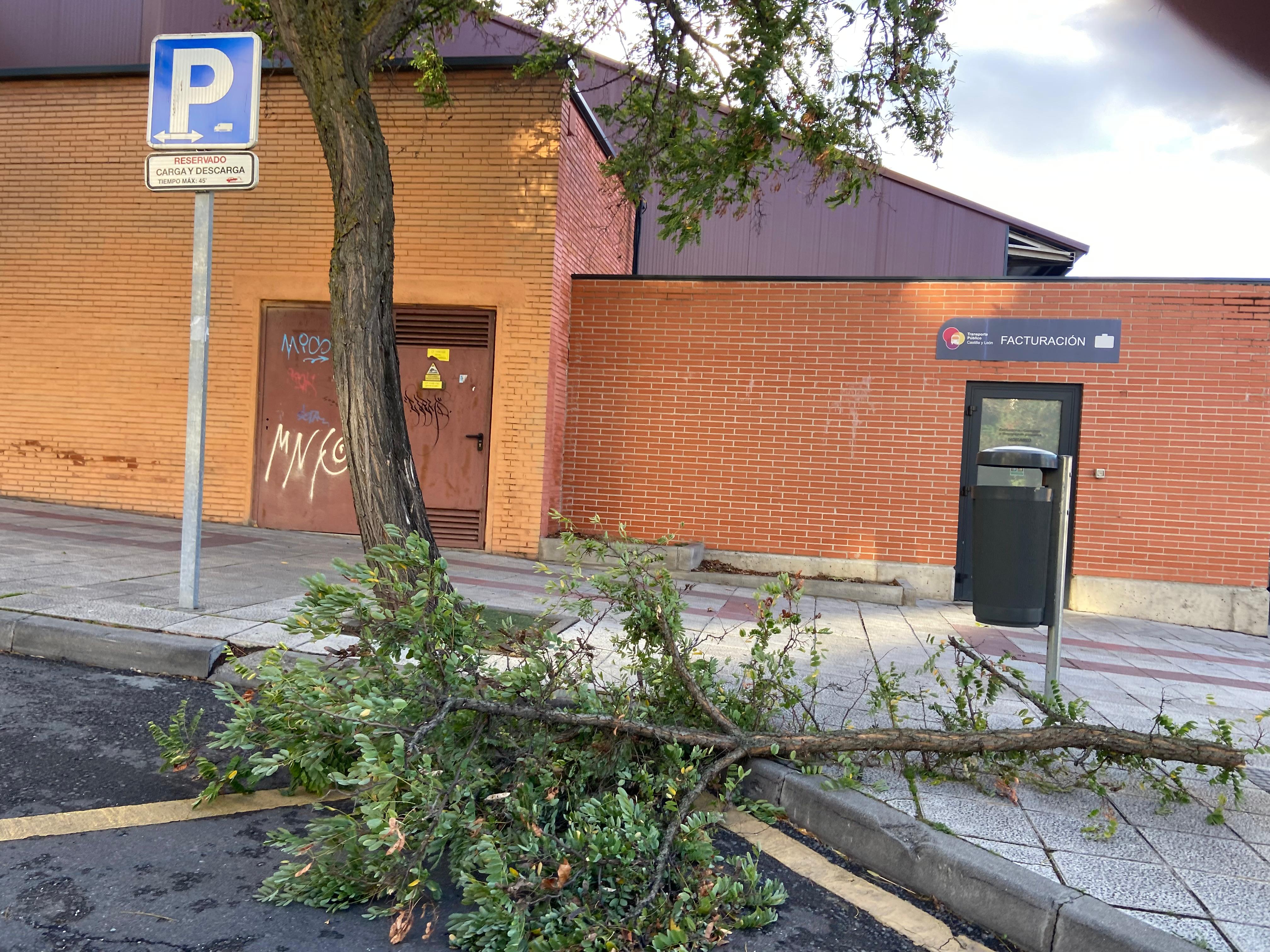 Rama caída junto a la estación de autobuses por los vientos