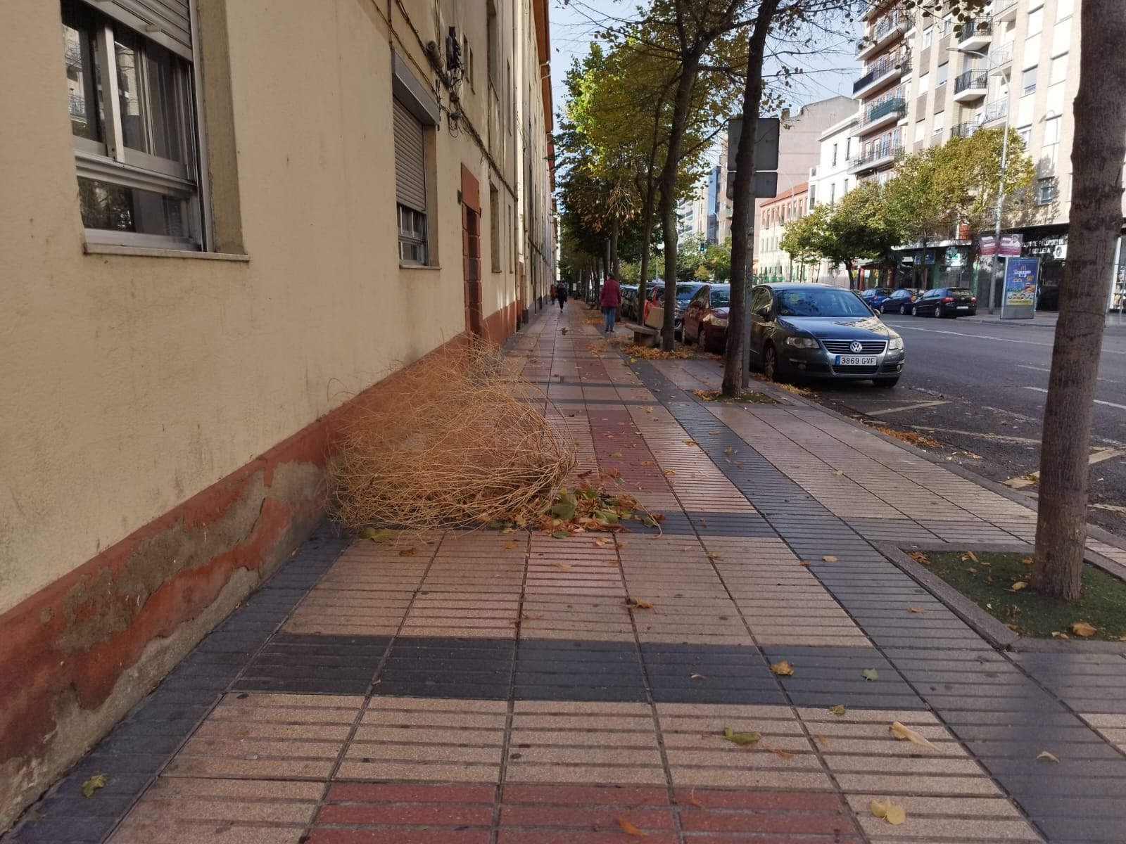 Ramas caídas por el viento en el paseo de la Estación