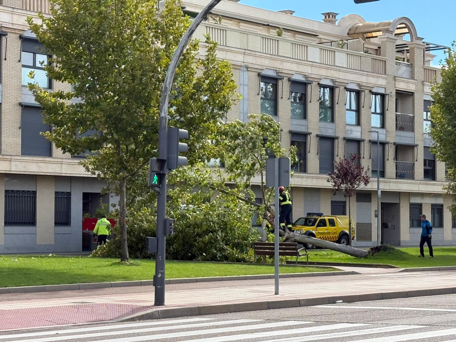 Protección civil actuando en un árbol caído en la avenida de la Serna en Santa Marta de Tormes