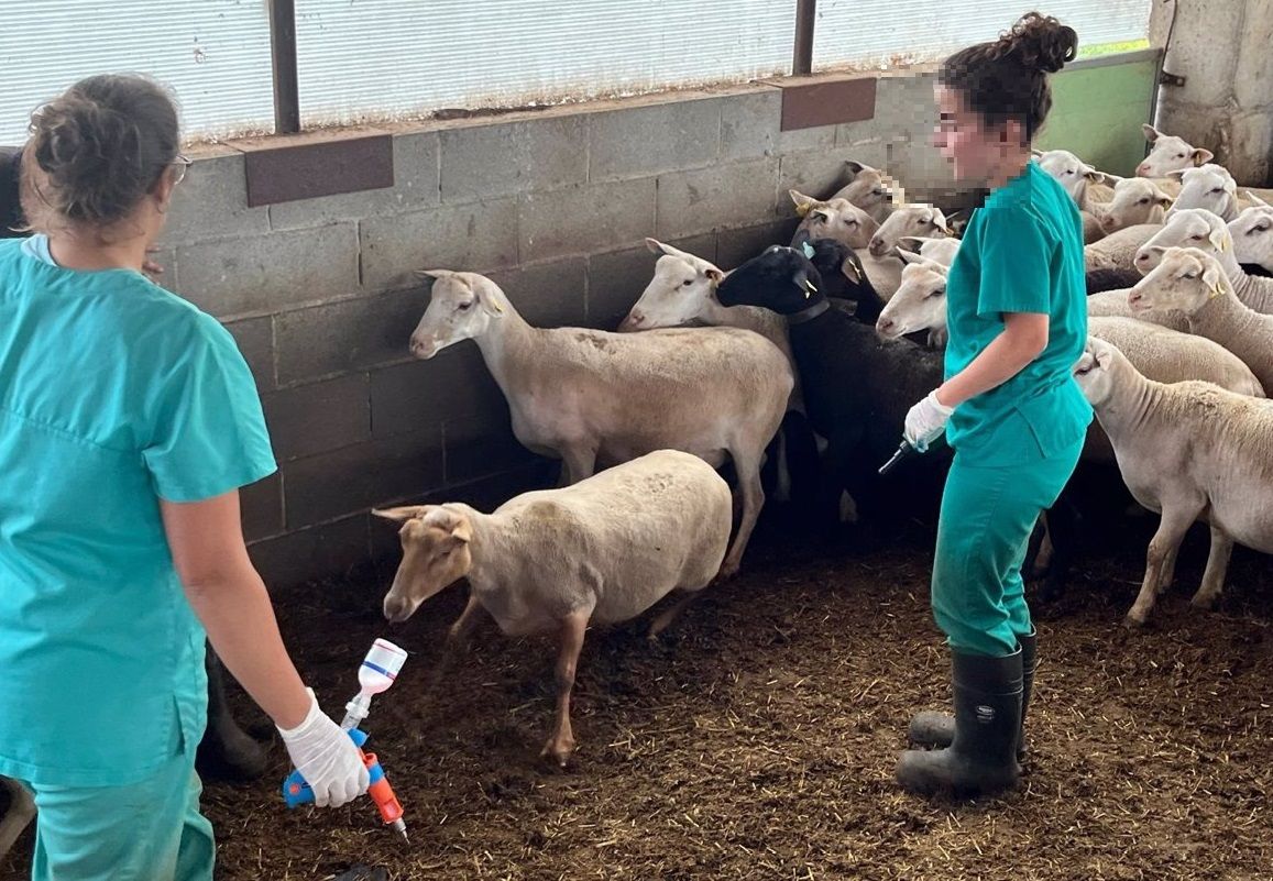 Rebaño de ovejas vacunadas con la dosis de la lengua azul. Foto Europa Press