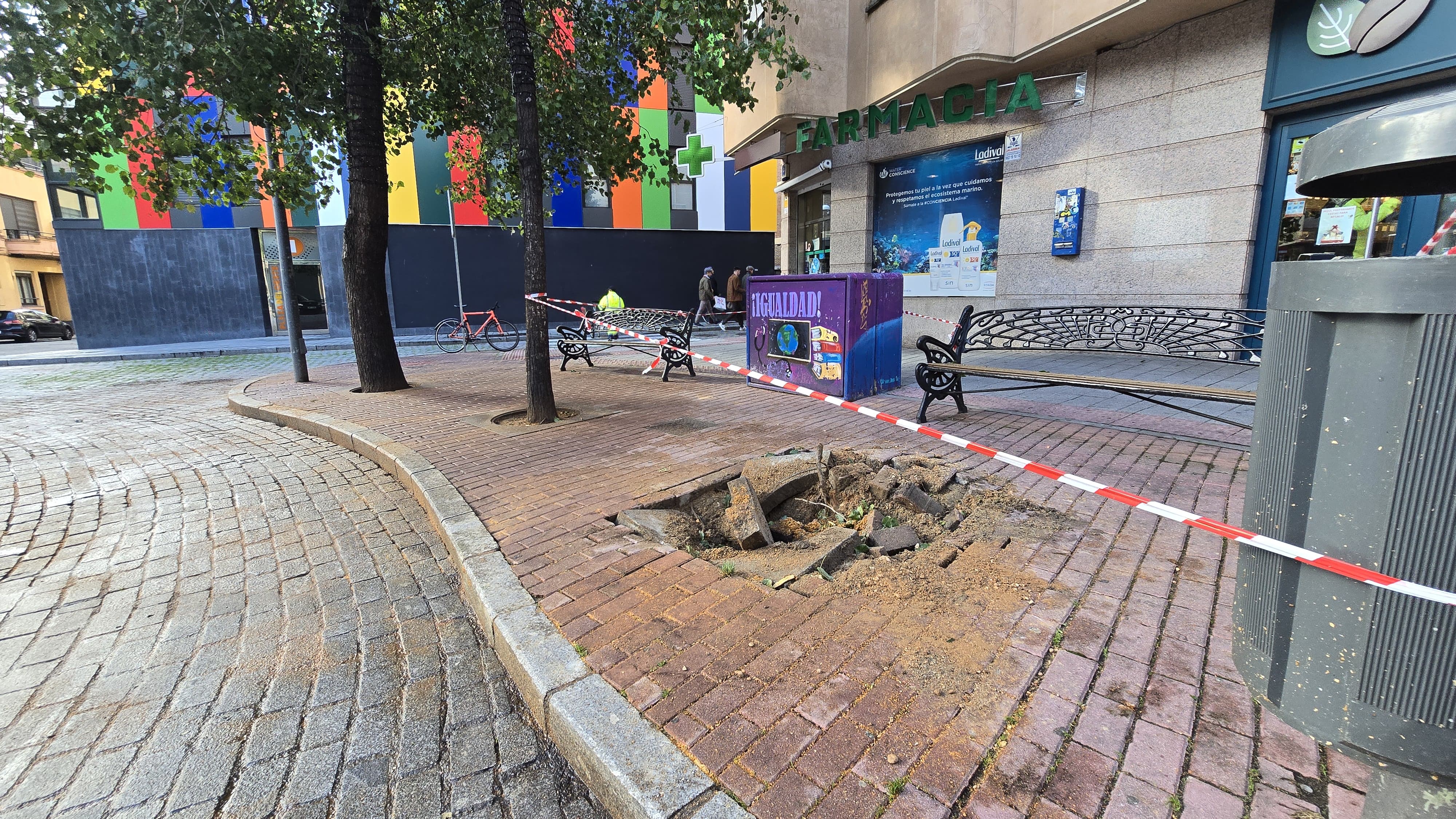 Comienza la retirada de los doce árboles de la plaza del Oeste (4)