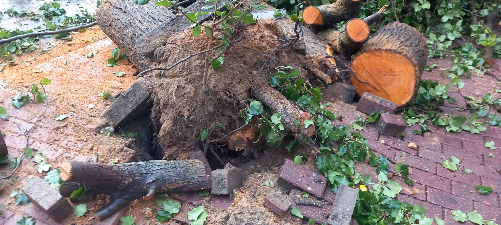 Árbol talado en la plaza del Oeste. Foto: ZOES 