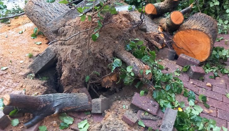 Árbol talado en la plaza del Oeste. Foto: ZOES 