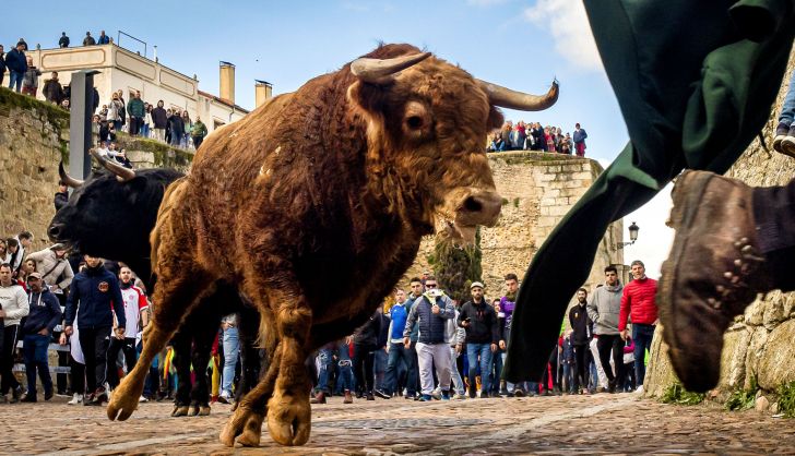 Carnaval del Toro de Ciudad Rodrigo ICAL Vicente