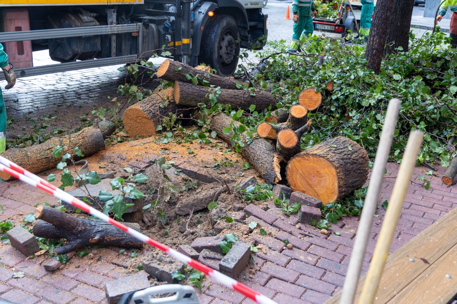 Árboles talados en la Plaza del Oeste