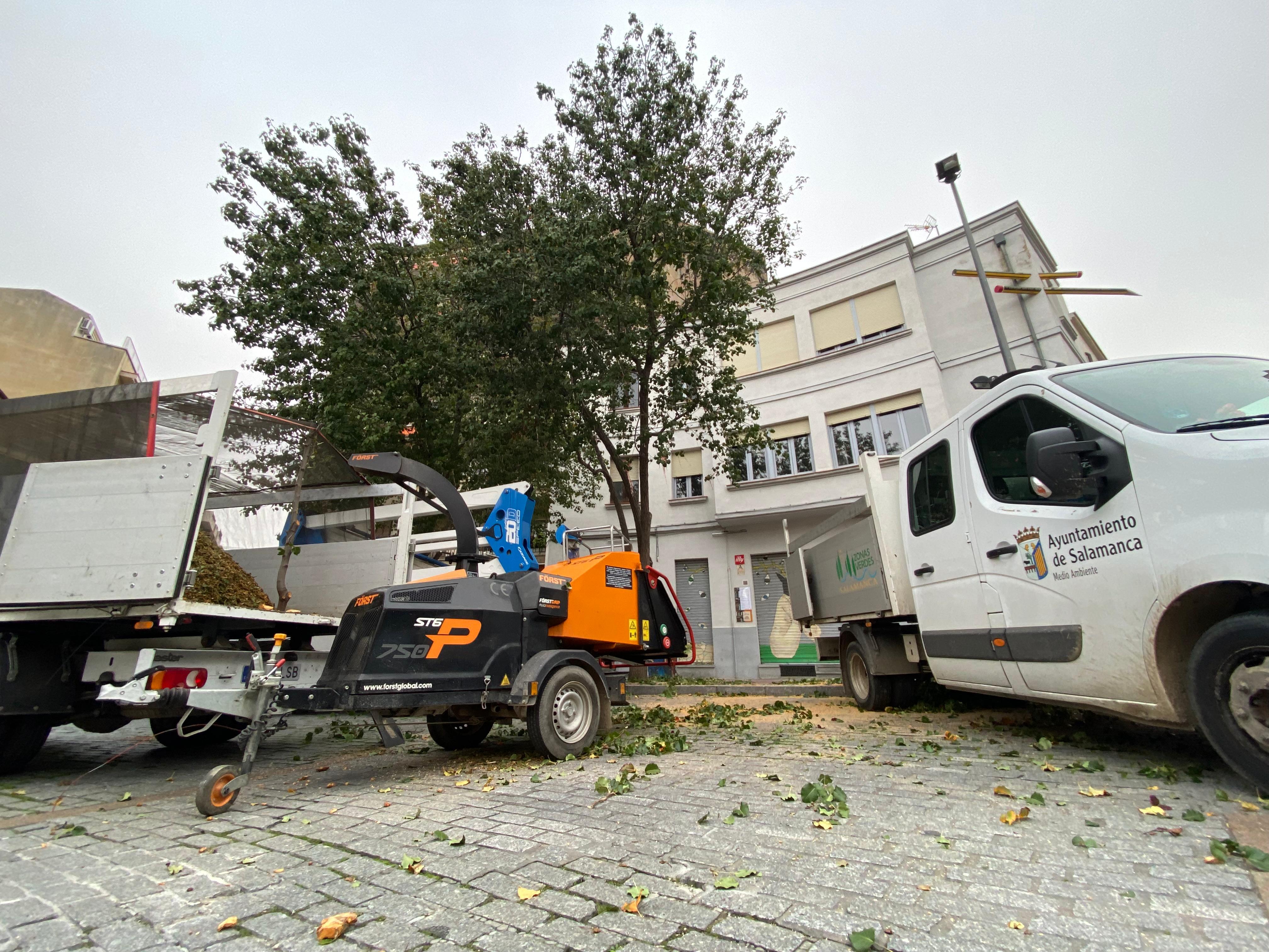 Tala de árboles en la plaza del Oeste 