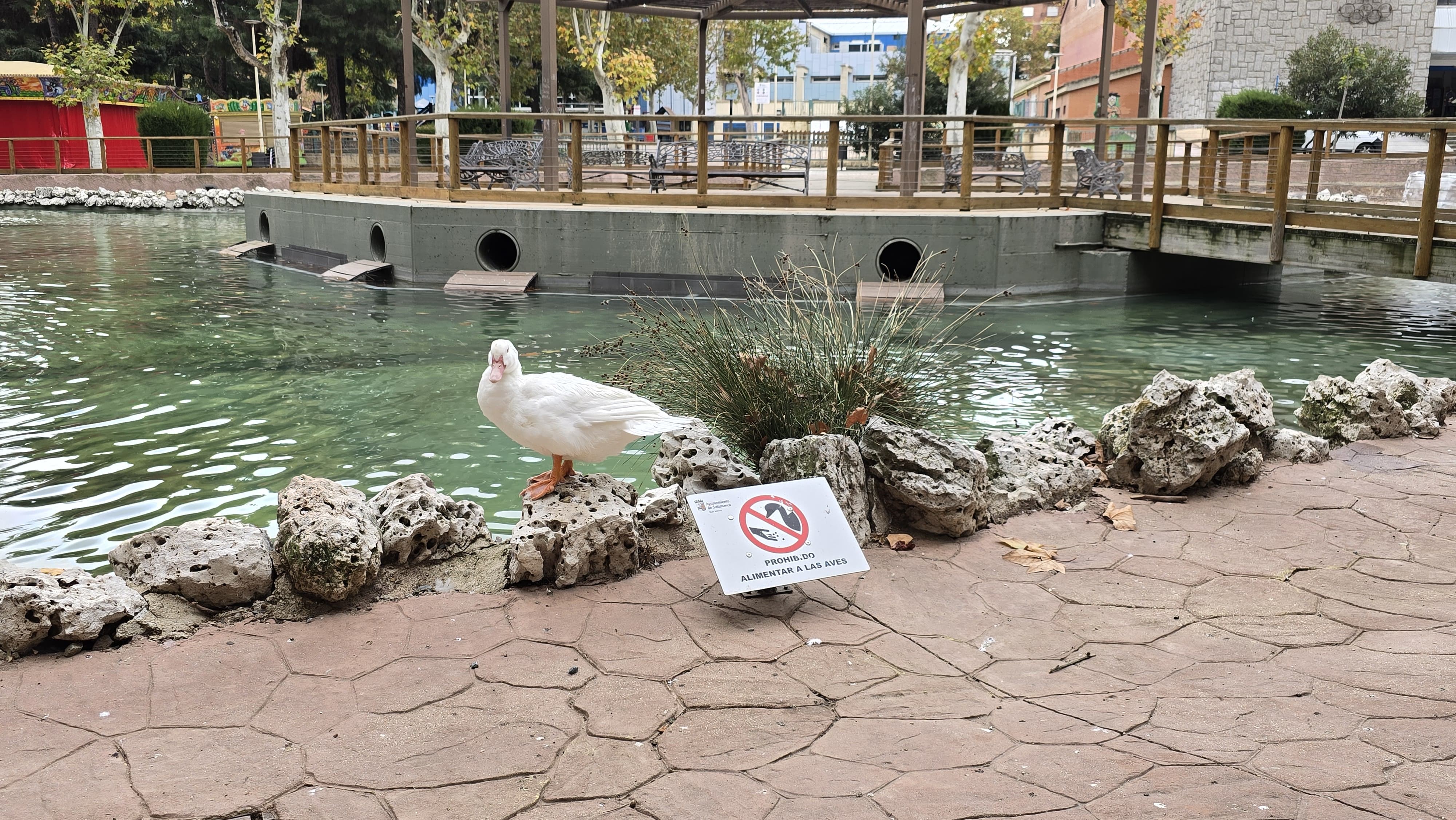  Los patos vuelven a La Alamedilla (3)