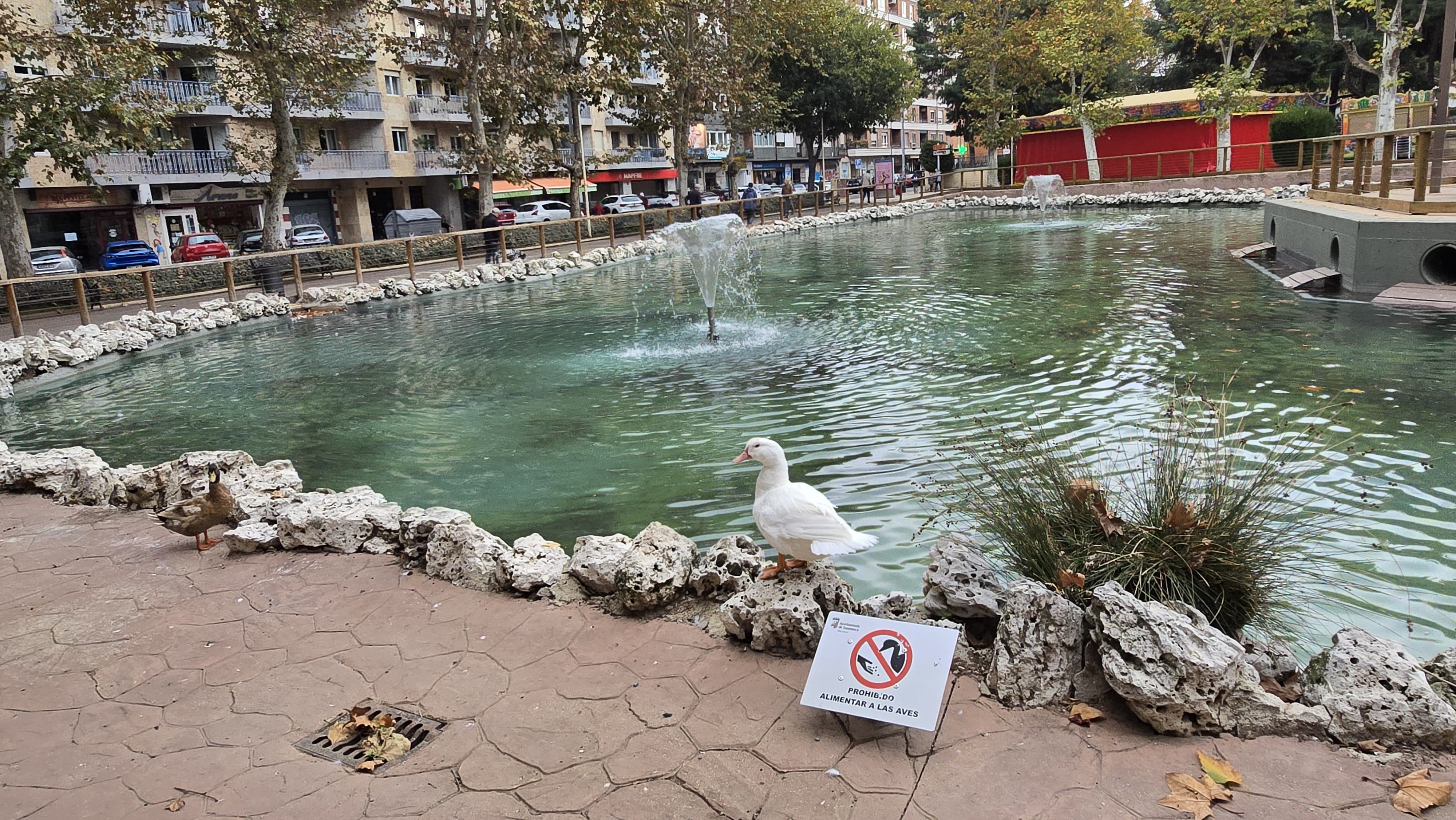  Los patos vuelven a La Alamedilla (4)