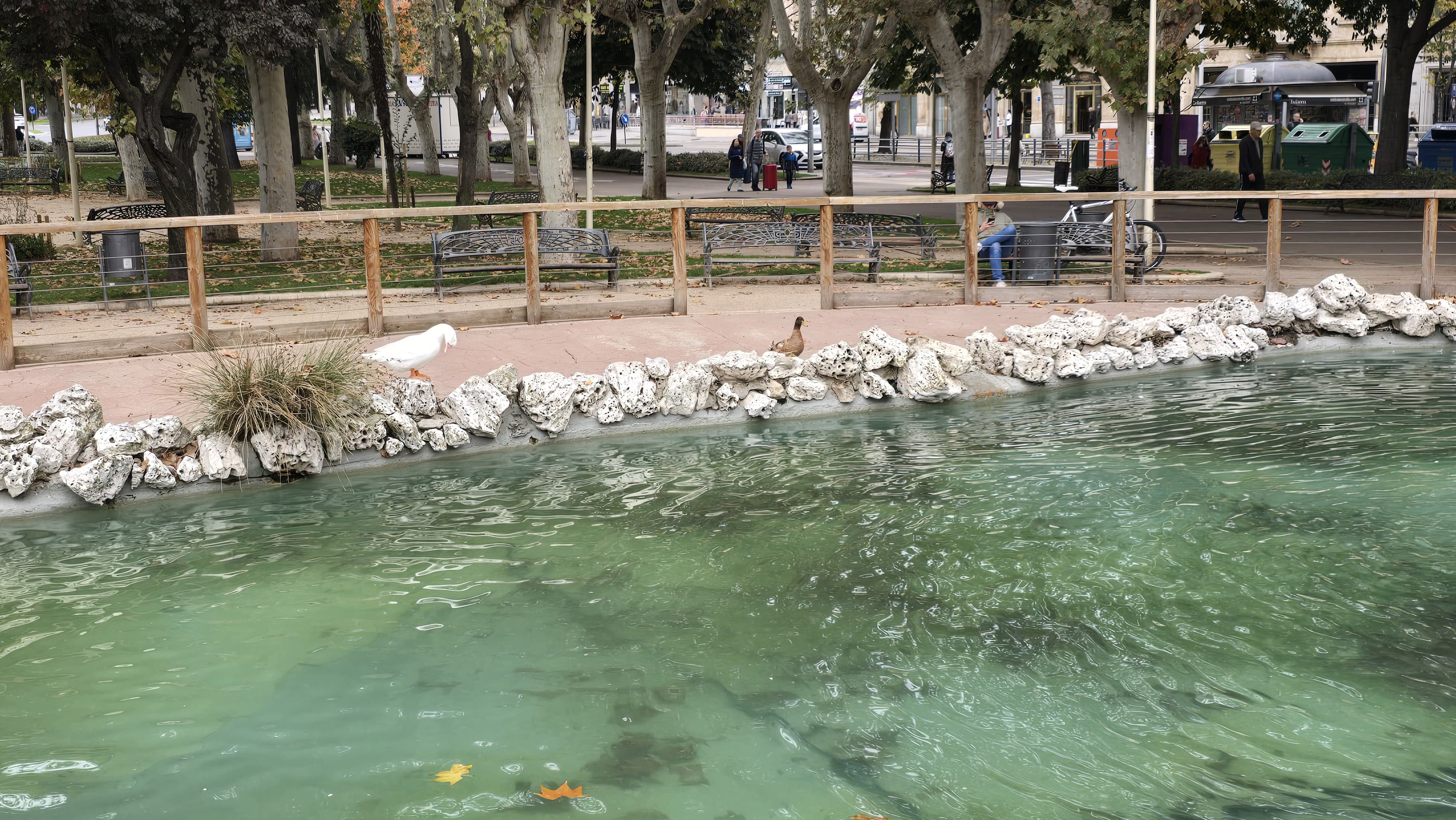  Los patos vuelven a La Alamedilla (6)