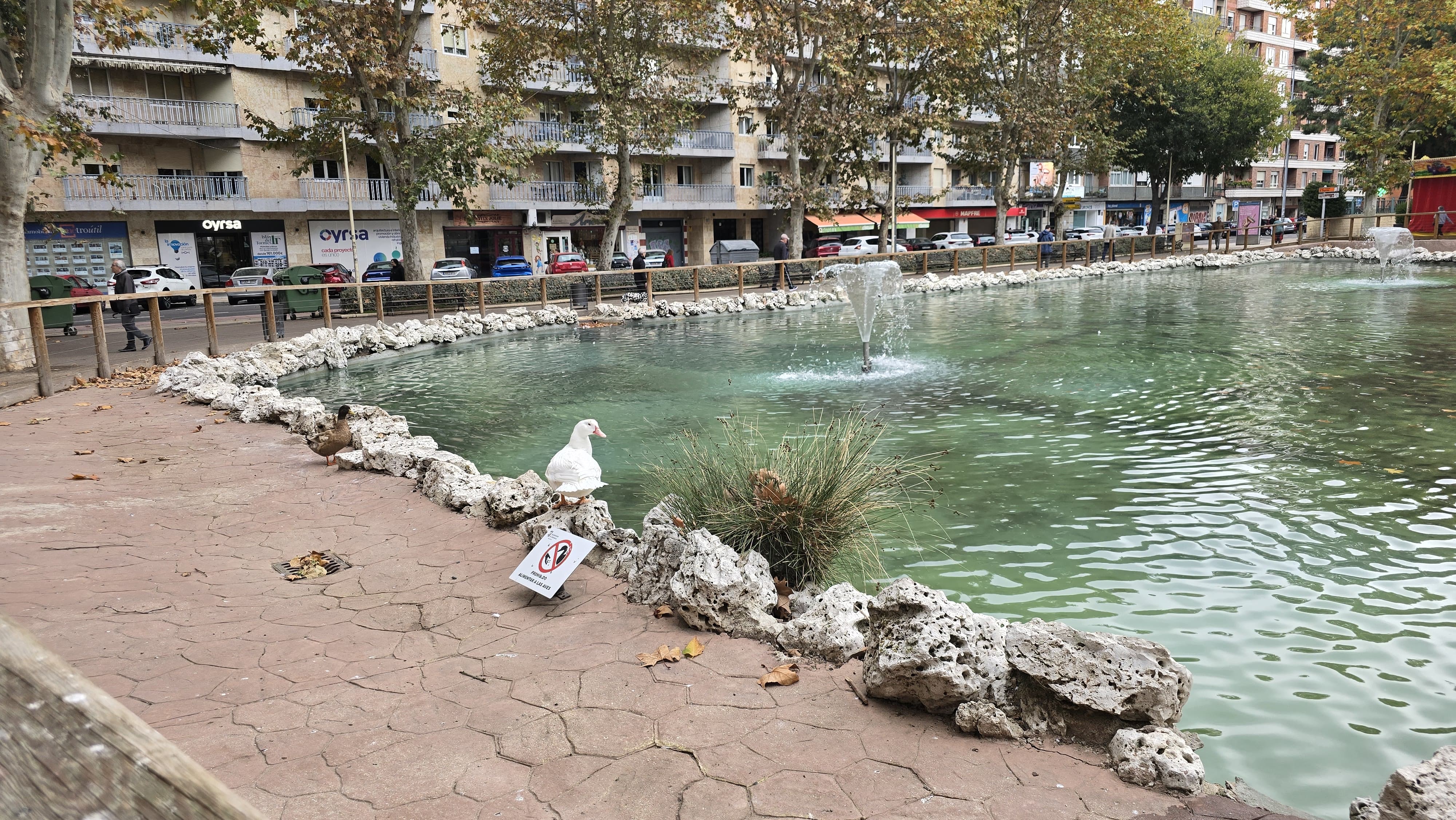  Los patos vuelven a La Alamedilla (7)