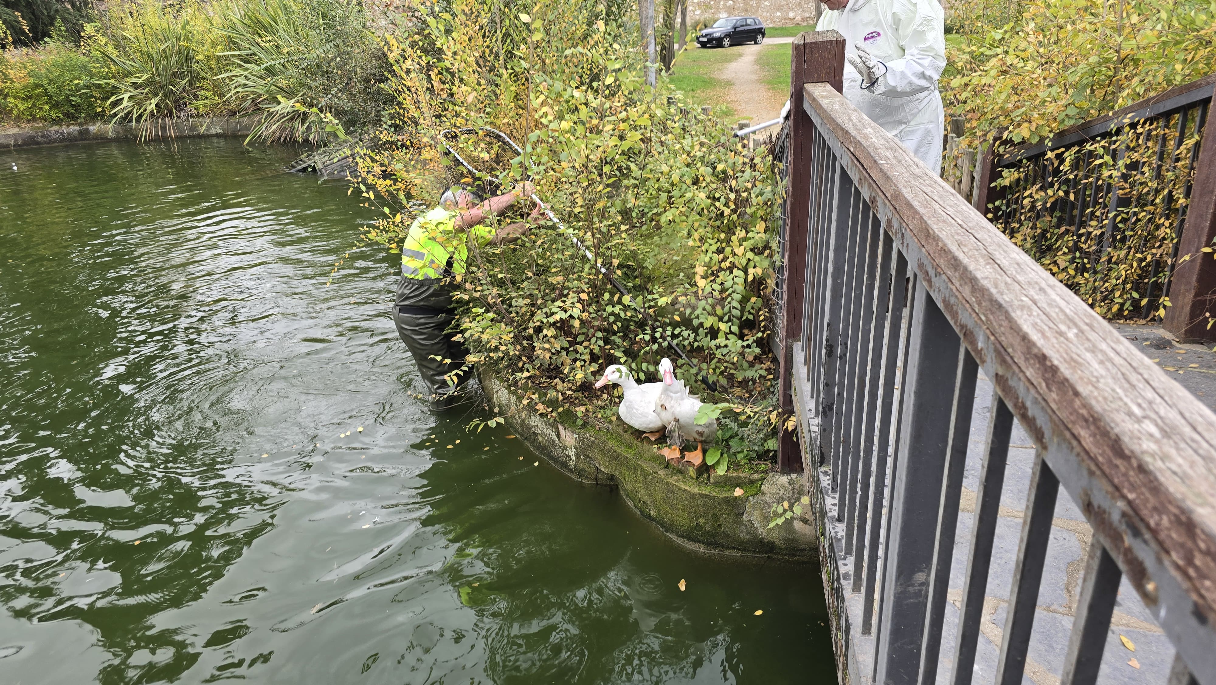 Capturan a los patos de Jesuitas para llevarlos de vuelta a La Alamedilla (3)