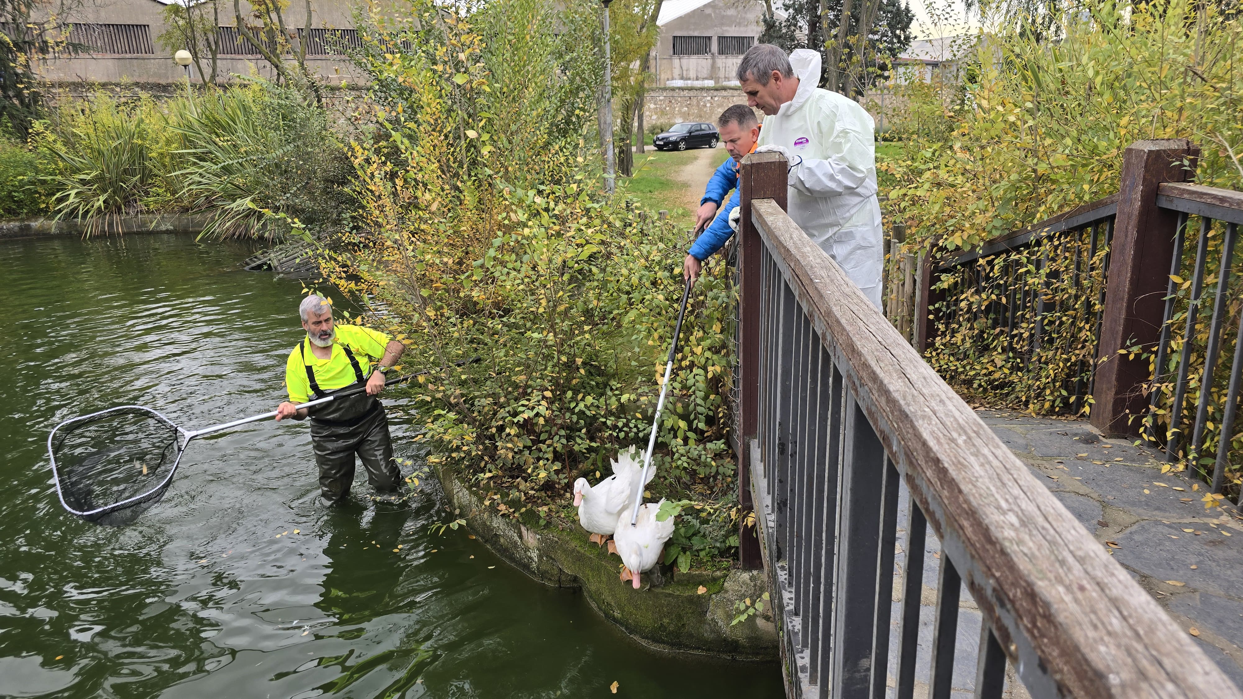 Capturan a los patos de Jesuitas para llevarlos de vuelta a La Alamedilla (4)