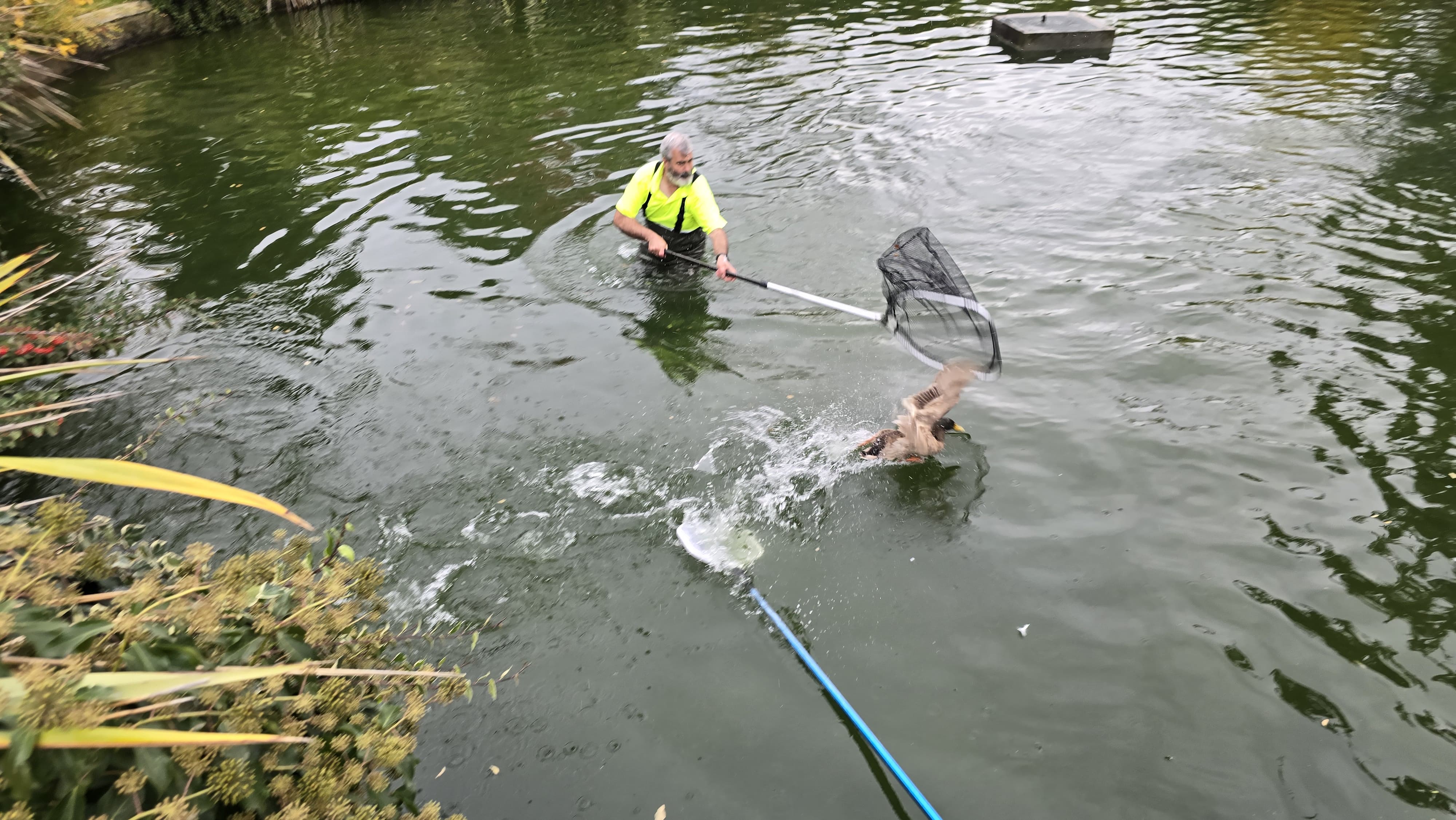 Capturan a los patos de Jesuitas para llevarlos de vuelta a La Alamedilla (5)