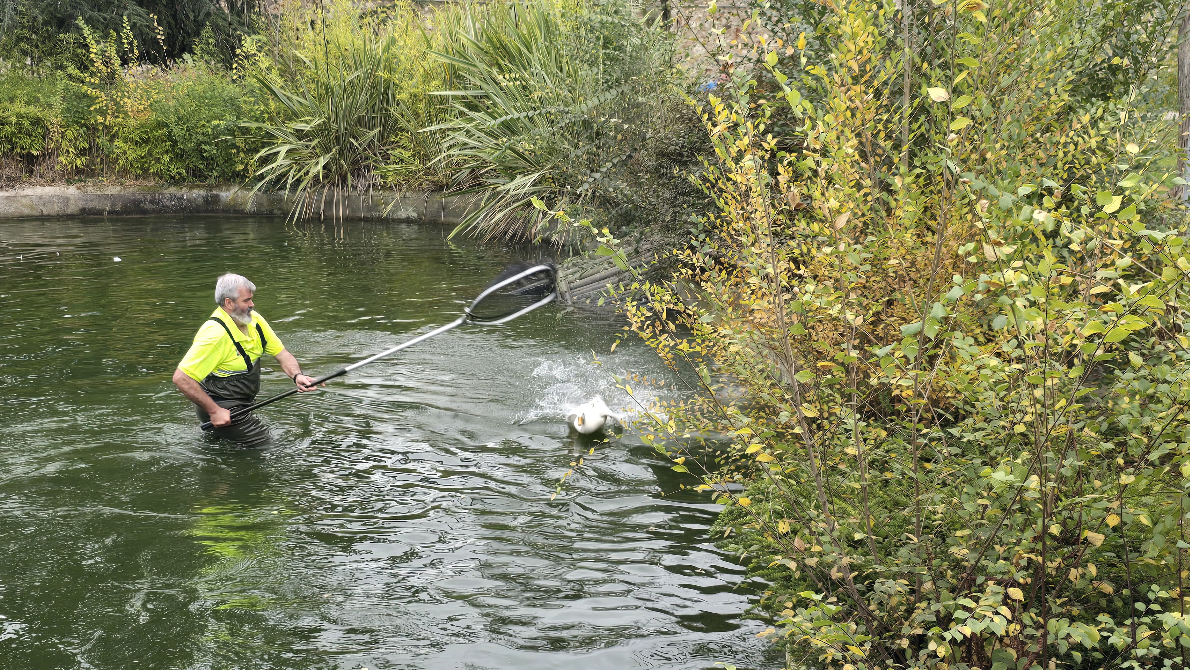 Capturan a los patos de Jesuitas para llevarlos de vuelta a La Alamedilla (7)