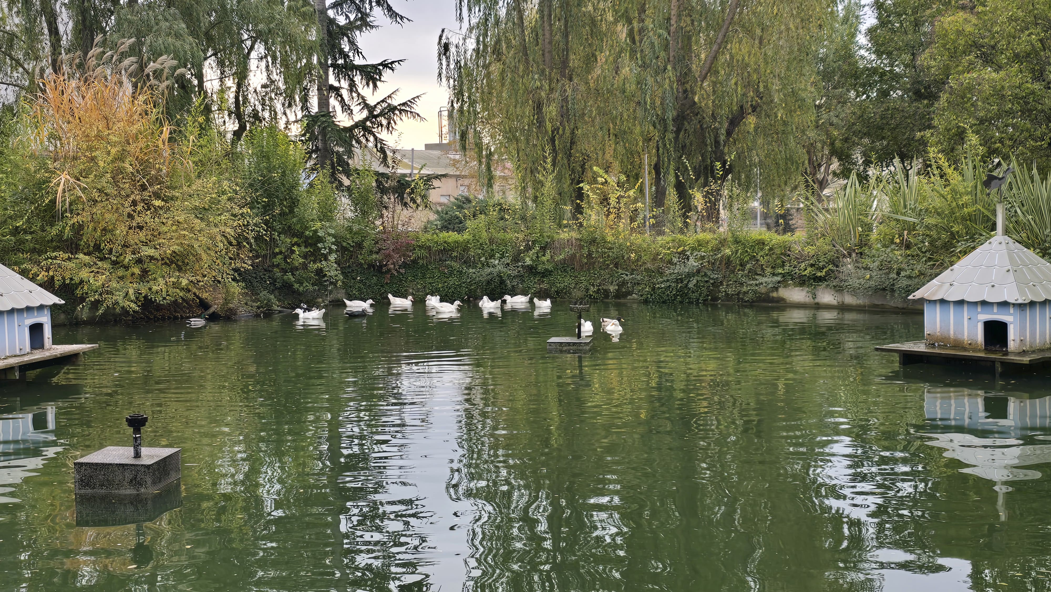 Capturan a los patos de Jesuitas para llevarlos de vuelta a La Alamedilla (1)