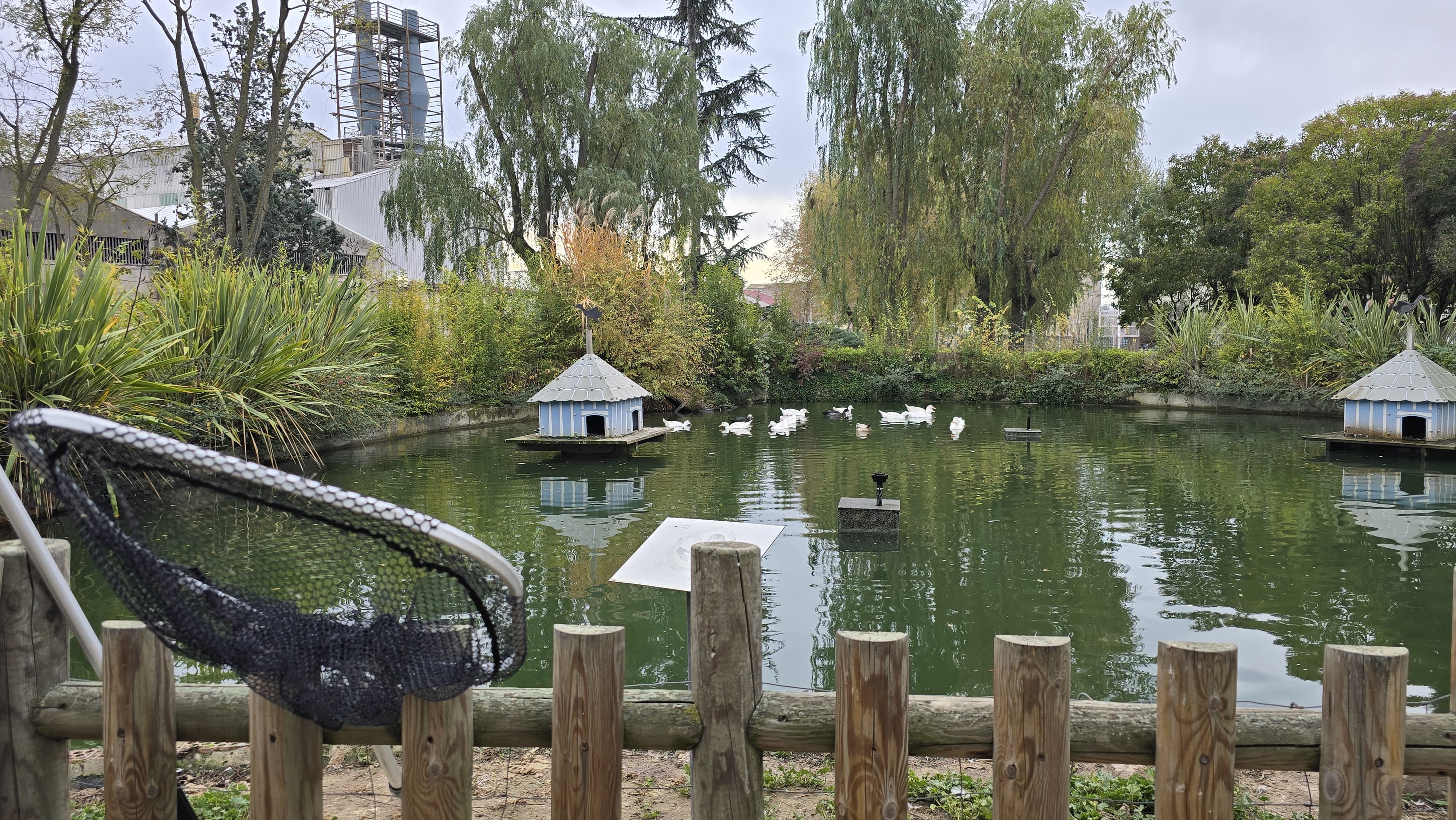 Capturan a los patos de Jesuitas para llevarlos de vuelta a La Alamedilla (9)