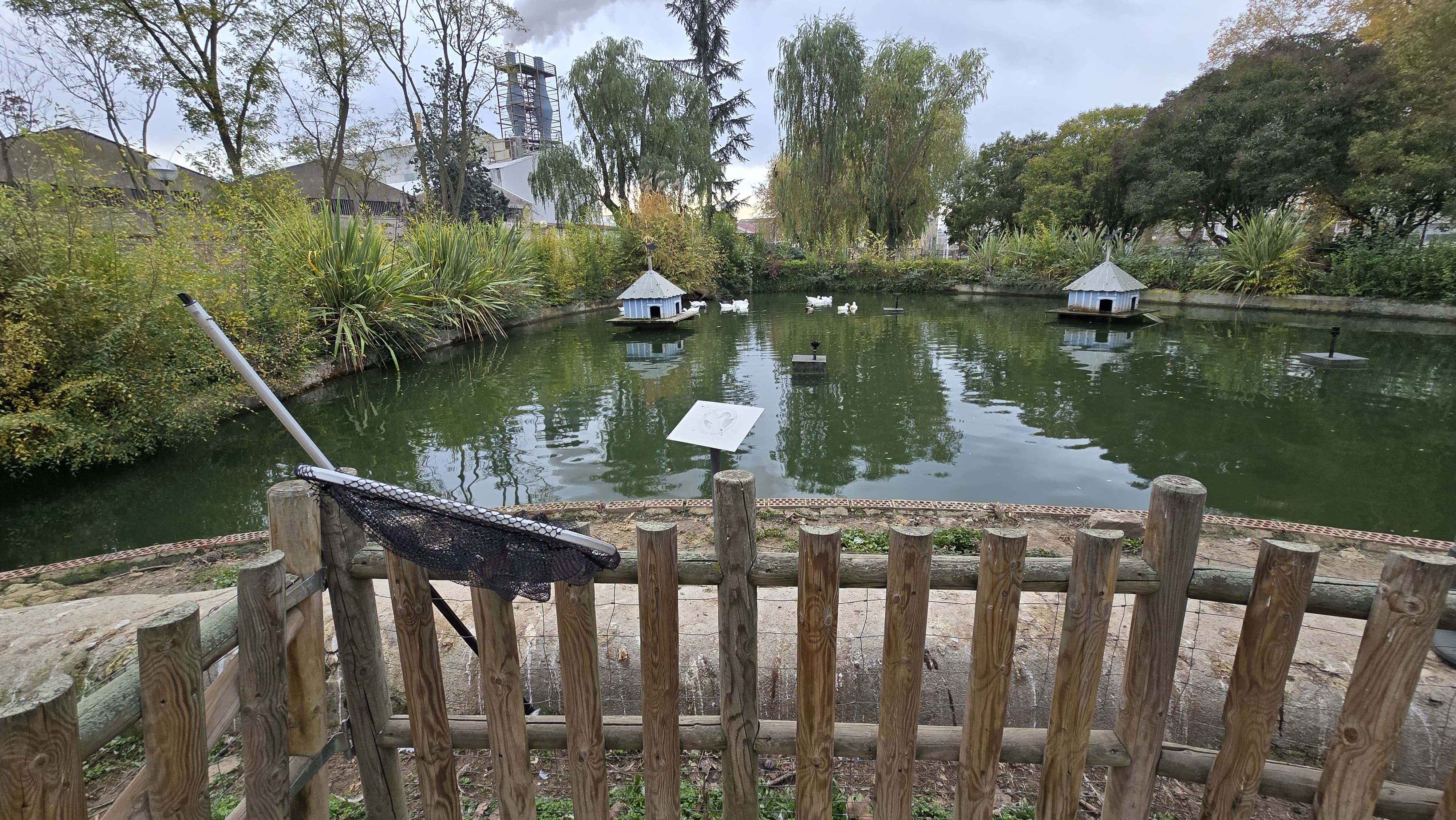 Capturan a los patos de Jesuitas para llevarlos de vuelta a La Alamedilla (10)