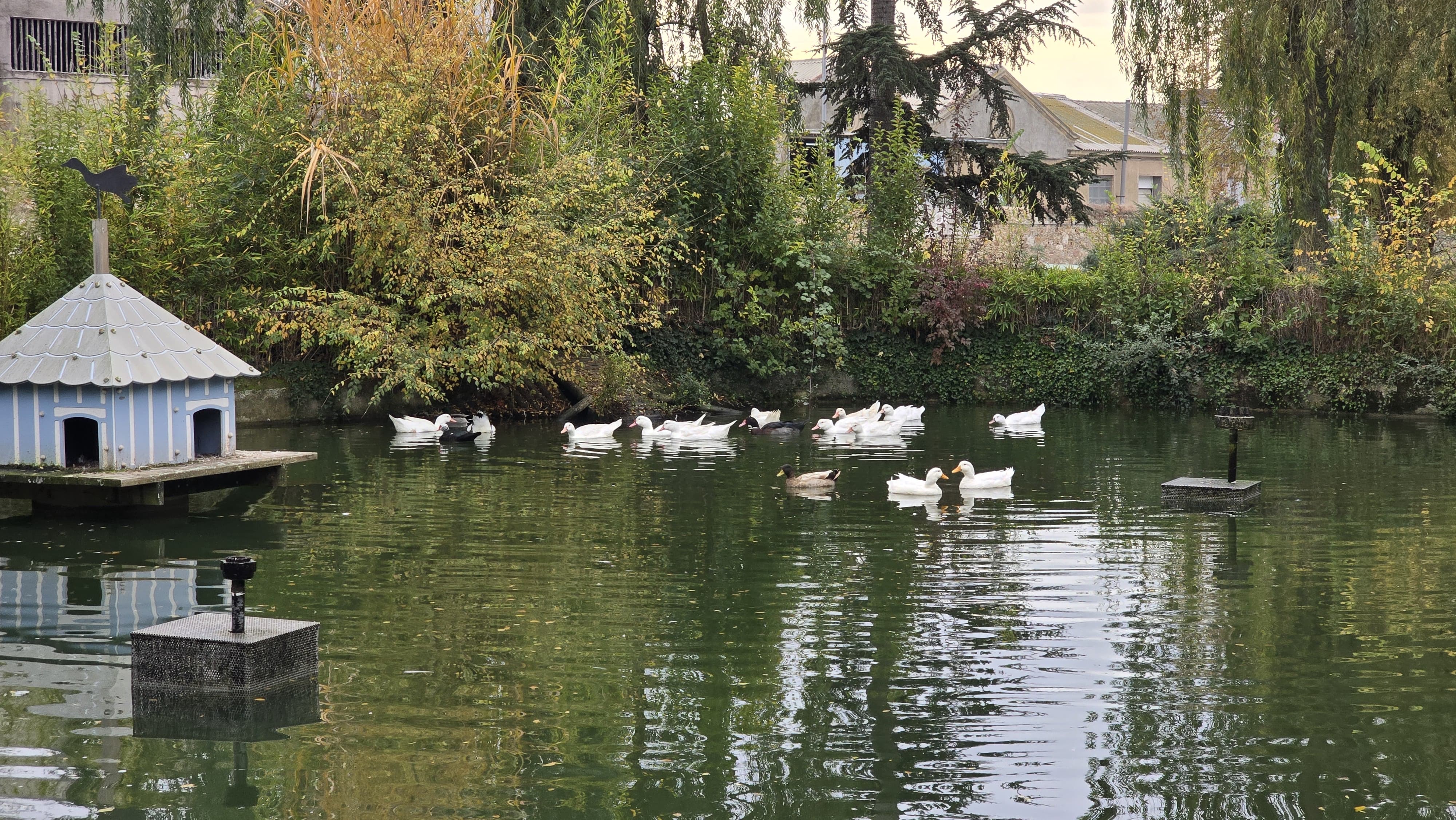 Capturan a los patos de Jesuitas para llevarlos de vuelta a La Alamedilla (11)