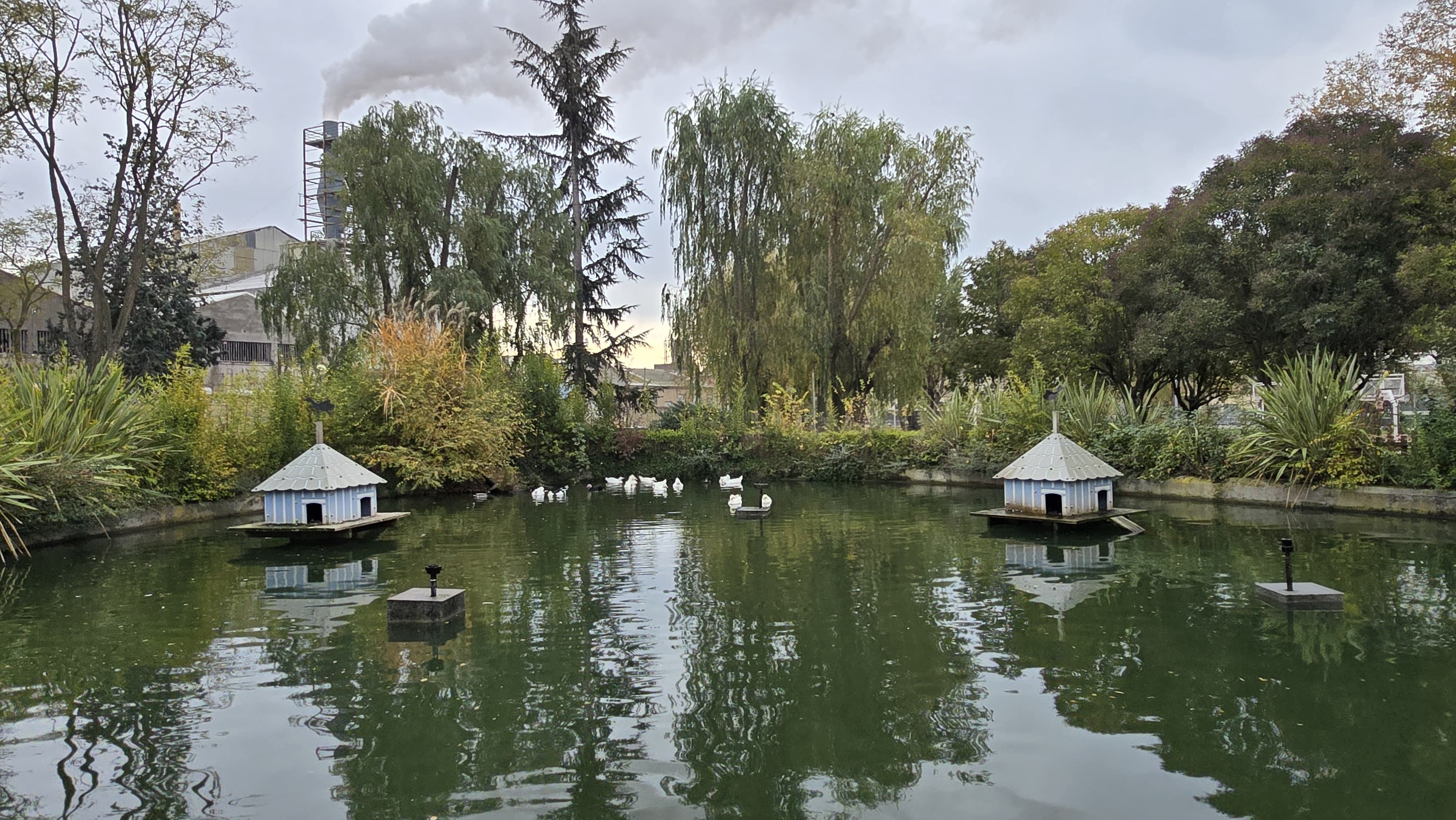 Capturan a los patos de Jesuitas para llevarlos de vuelta a La Alamedilla (12)