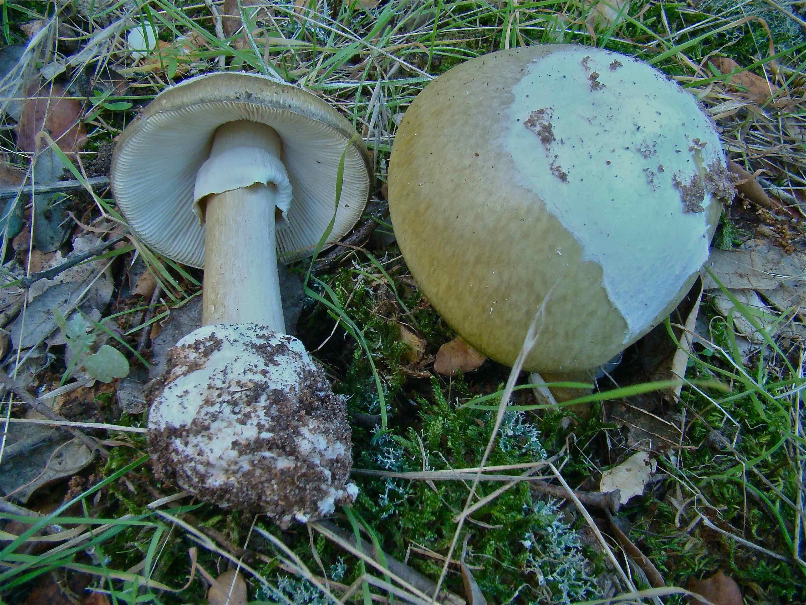 Amanita phalloides, conocida como la "seta de la muerte”. Imagen facilitada a Salamanca24horas por el biólogo Juan Manuel Velasco Santos