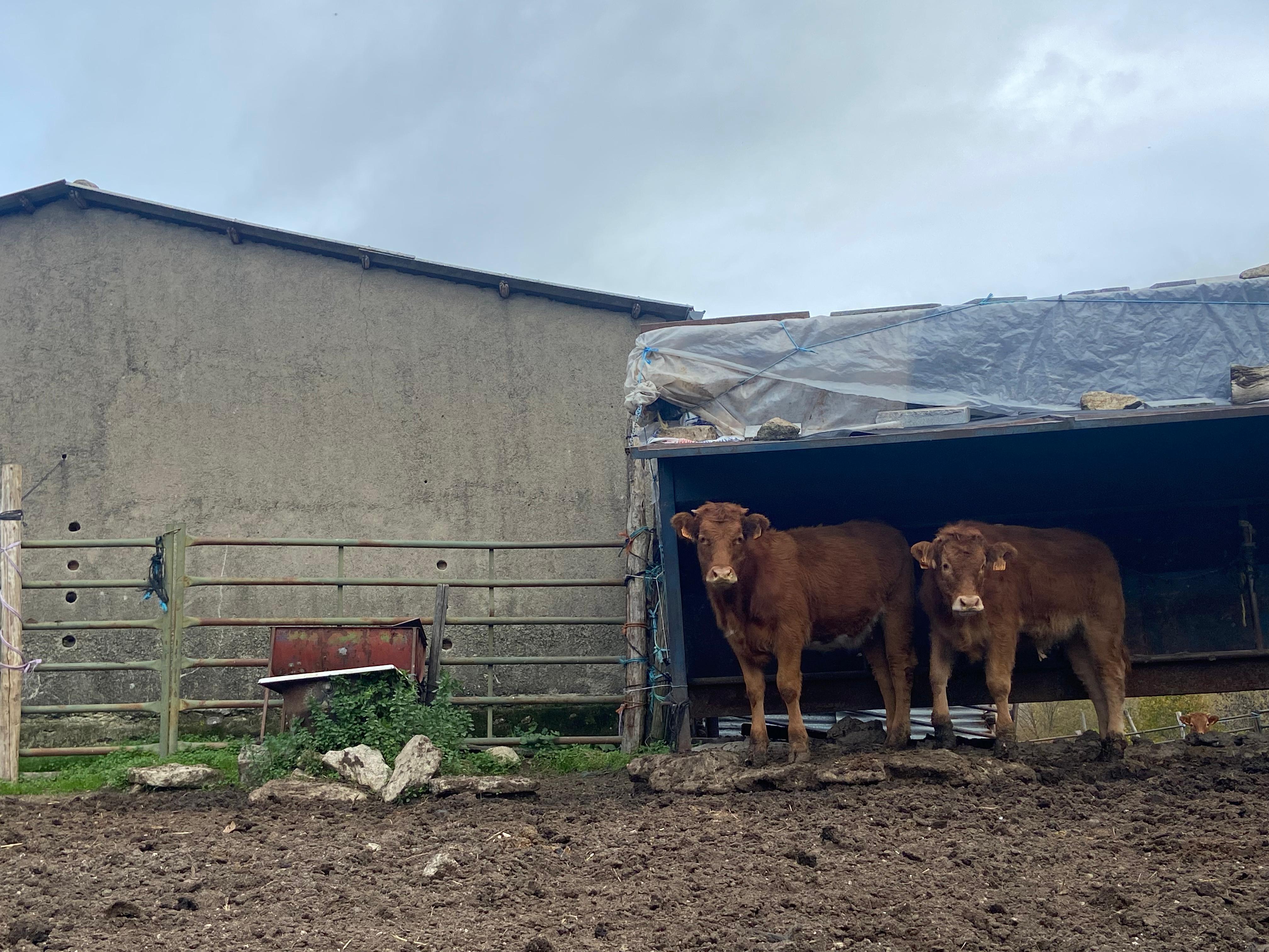 Vacas en la comarca de Béjar. Archivo. S24H.