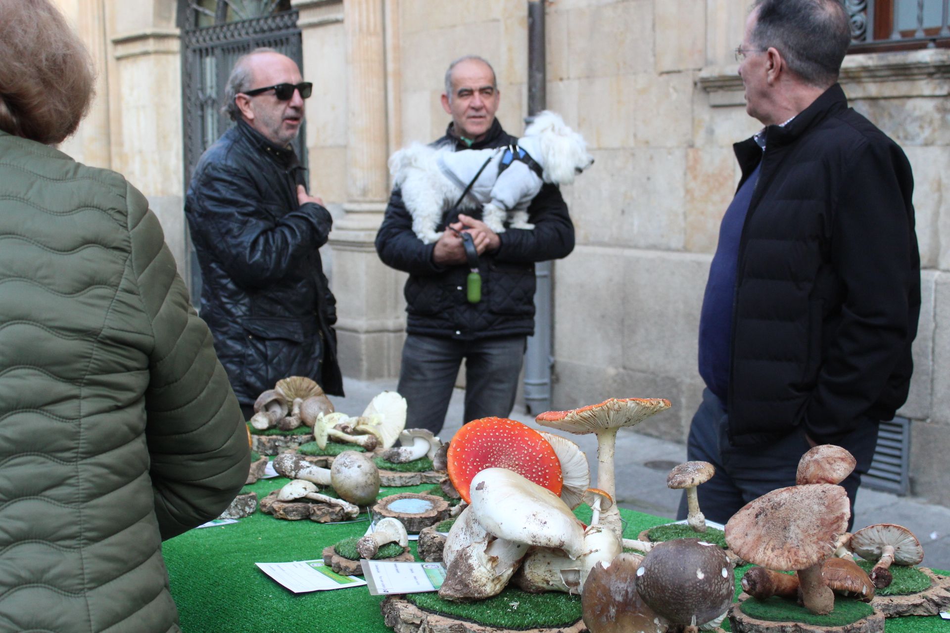 Especies de setas recolectadas por la Asociación Lazarillo