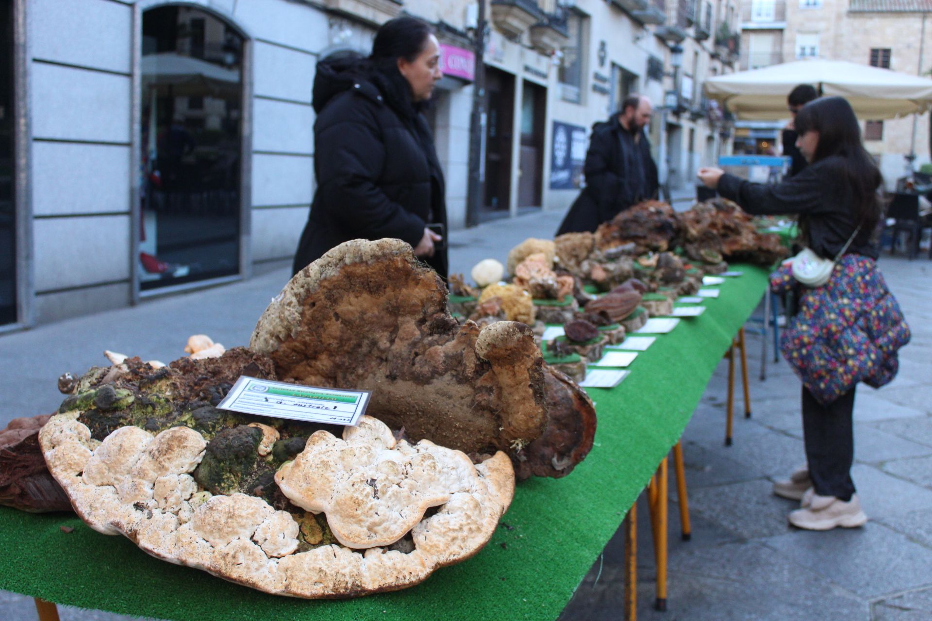 Especies de setas recolectadas por la Asociación Lazarillo