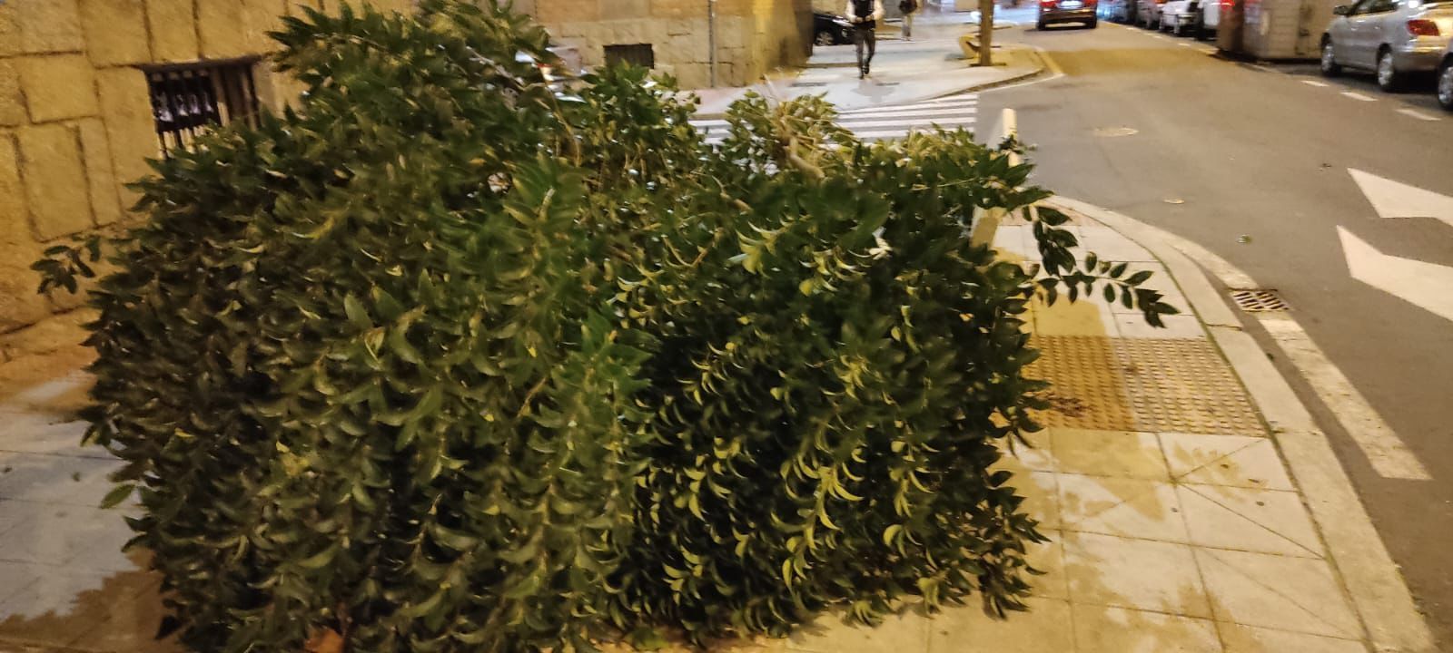 Caída de un árbol en la calle Acacias por las fuertes rachas de viento