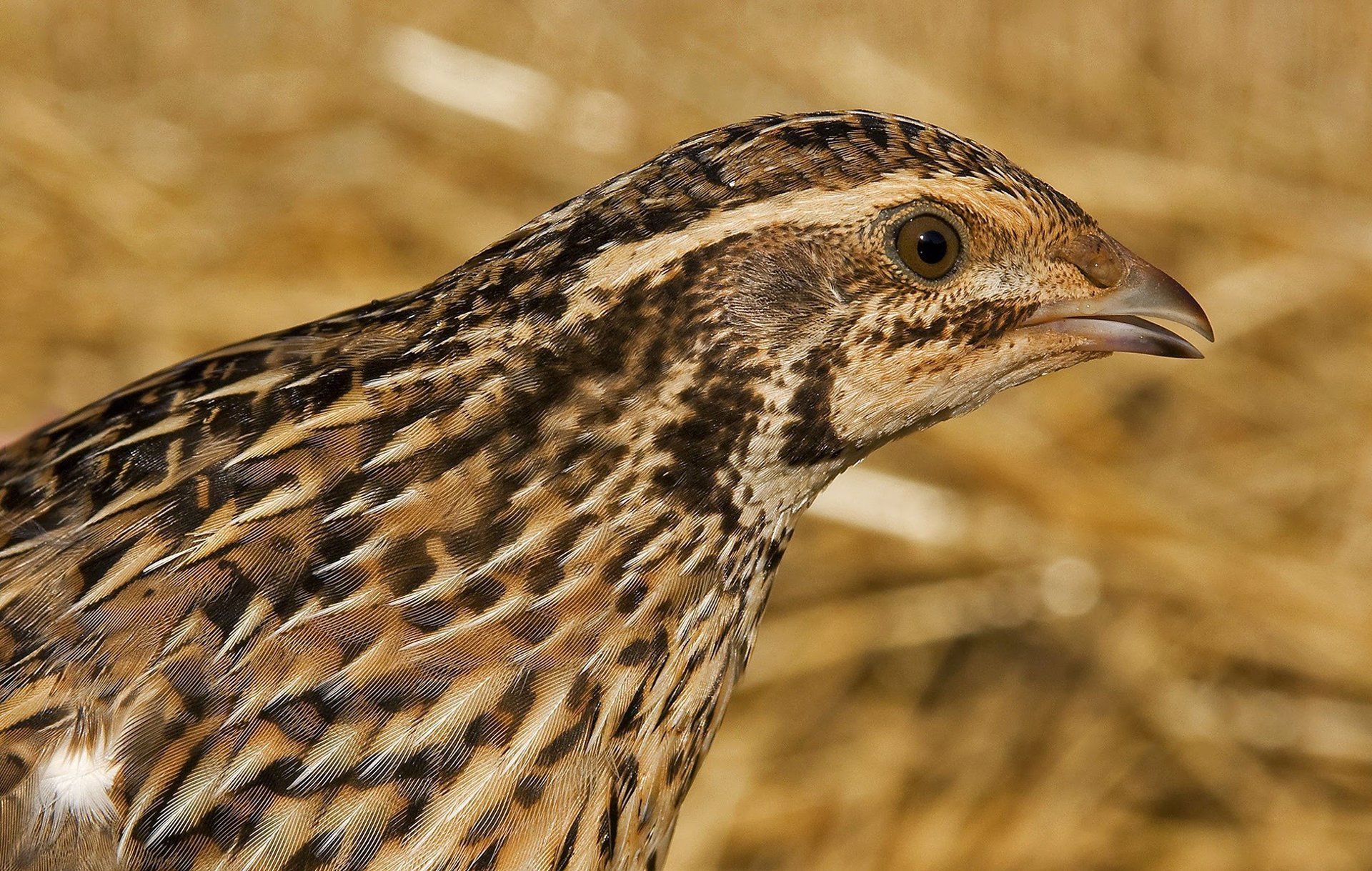 La codorniz común, Ave del Año 2020 - SEO/BIRDLIFE - Archivo