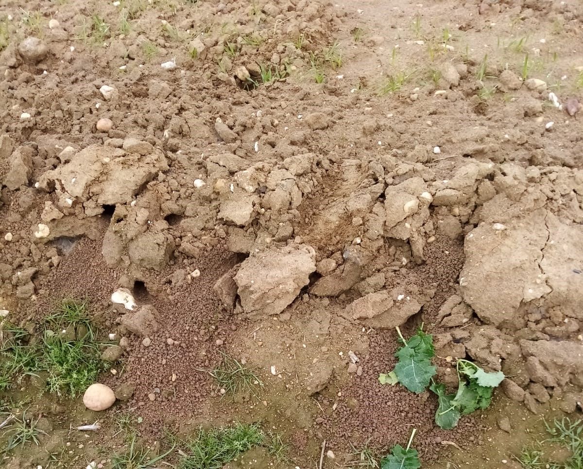 Daños de los topillos en el campo de Salamanca ASAJA