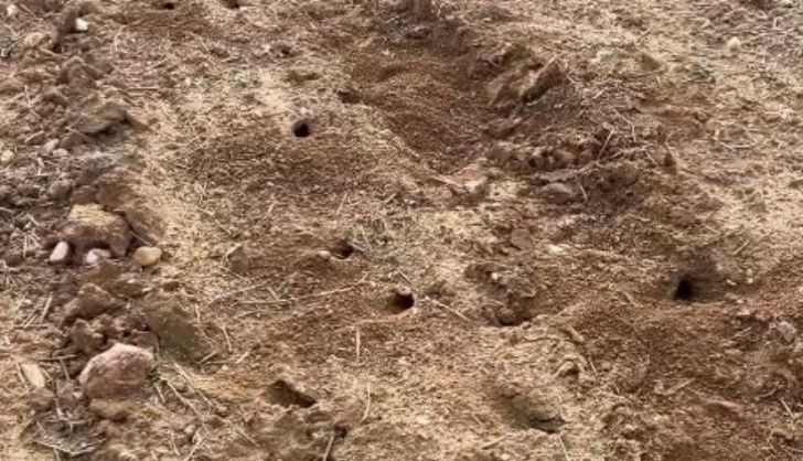 Daños de los topillos en el campo de Salamanca ASAJA (2)