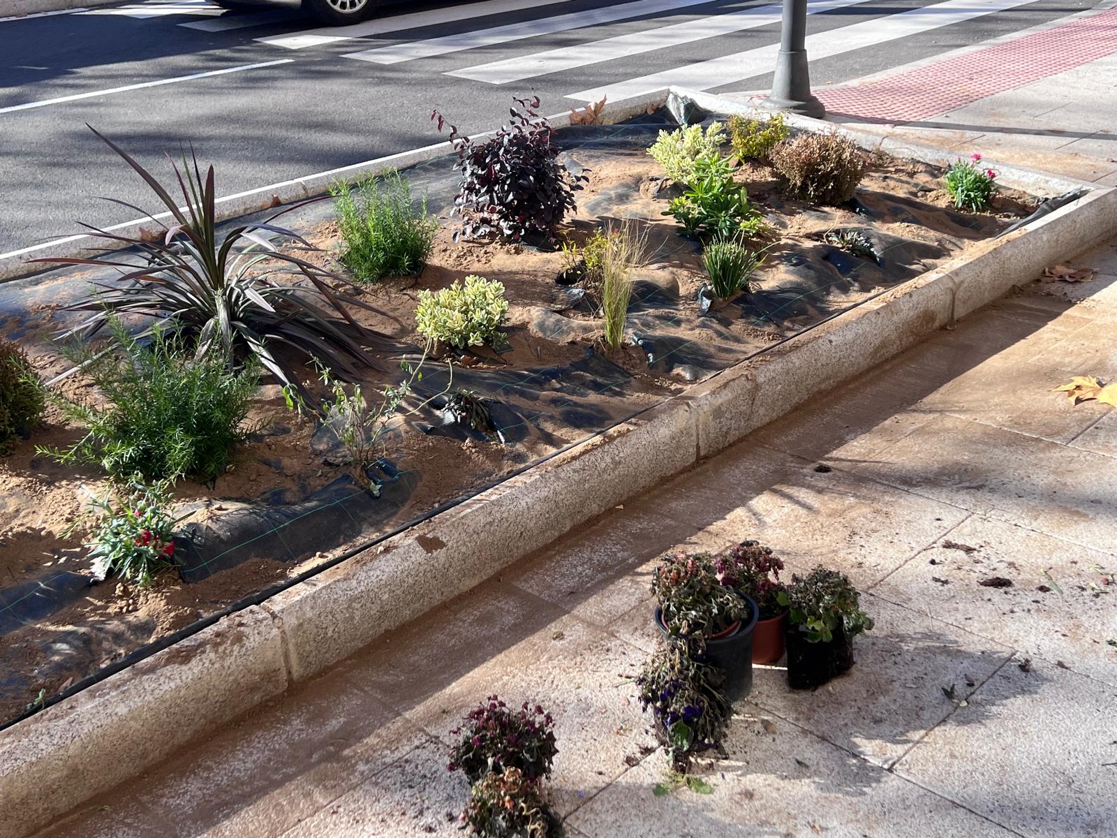 Nuevas plantas en la carretera de Ledesma